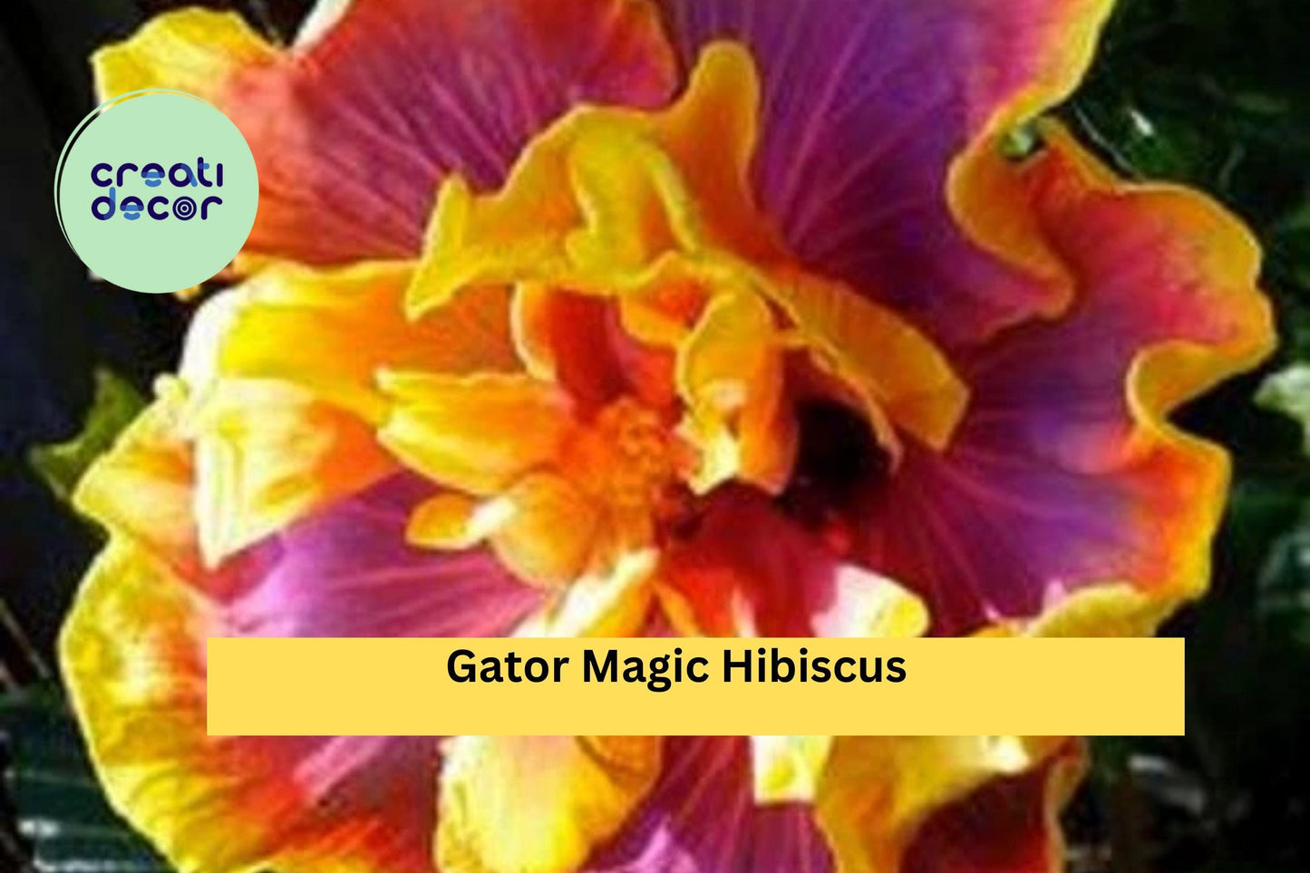 Gator Magic Hibiscus – Tropical Hibiscus rosa-sinensis Live Rooted Starter Plant, Ships Bare Root, Exotic Flowering Houseplant