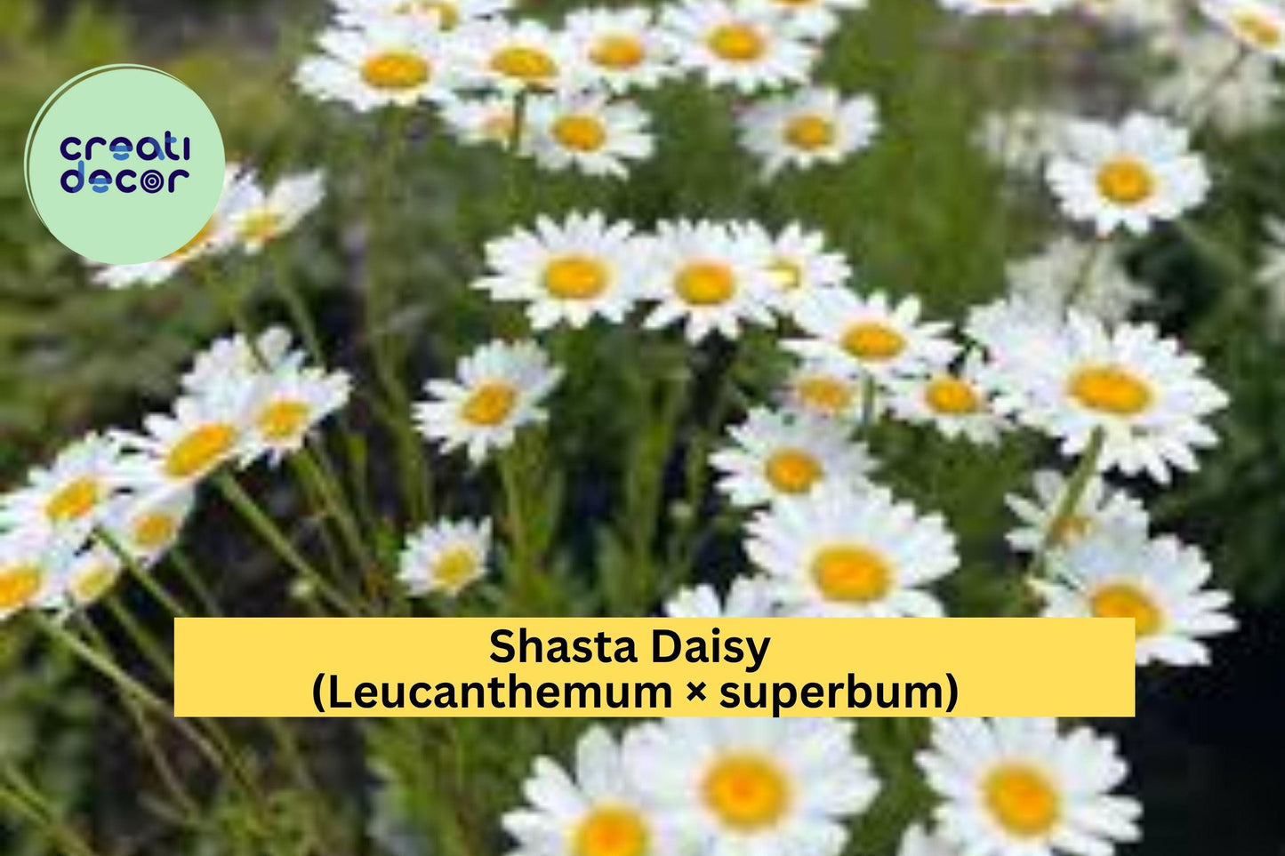 Shasta Daisy Plants – Leucanthemum × superbum – Set of 5 Bare Root Perennials, Summer White Blooms for Garden Borders