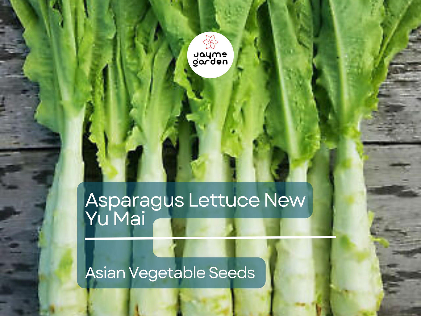 500mg Asparagus Lettuce Seeds - New Yu Mai Variety - Celtuce Heirloom Non-GMO for Crisp Stems & Leaves - Asian Greens for Garden Containers