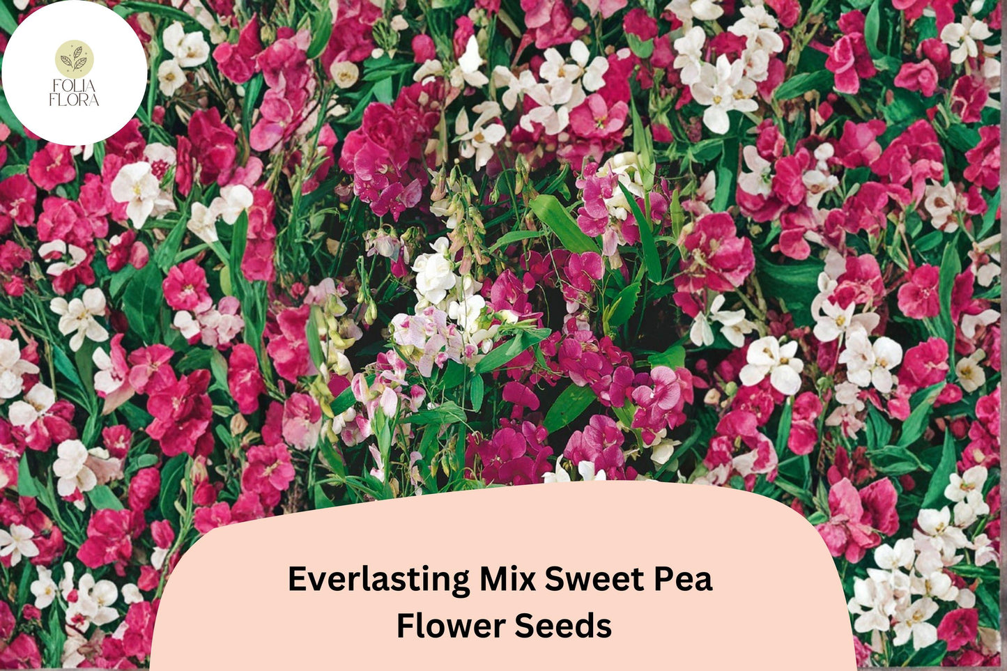 Everlasting Mix Sweet Pea Seeds | Lathyrus latifolius Perennial Climbing Vine Mixed Colors (50+ Seeds)