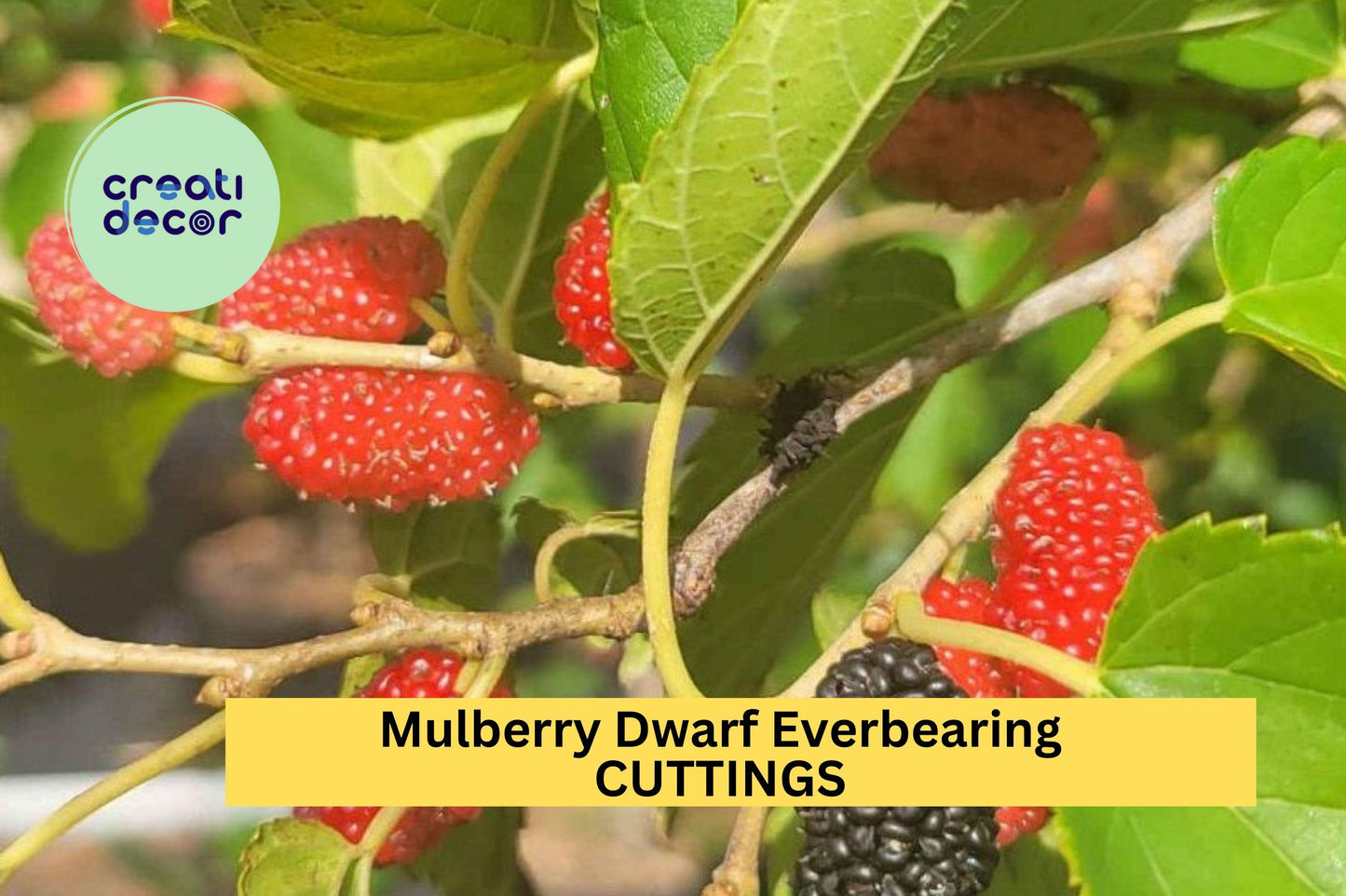 15 Dwarf Everbearing Mulberry Cuttings – Morus nigra Assorted Sizes for Propagation – Sweet Fruit Variety – Easy to Grow – USA