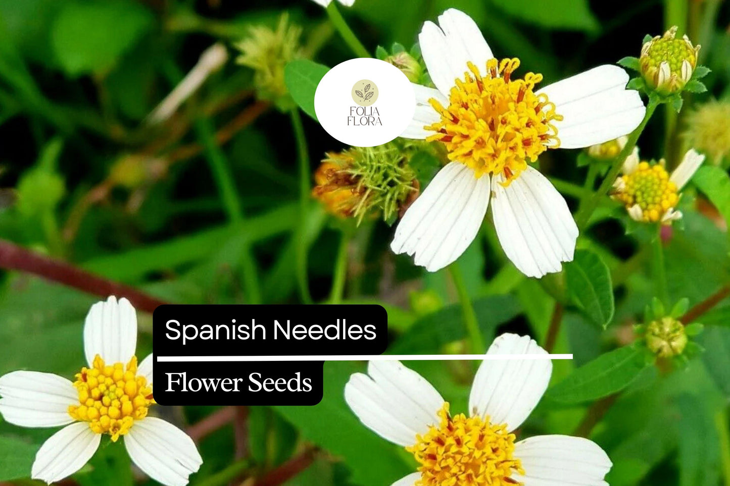 Spanish Needles Seeds (Bidens alba) | 25 Seeds | Pollinator Magnet with White Daisylike Flowers | Edible, Easy to Grow & Drought-Tolerant