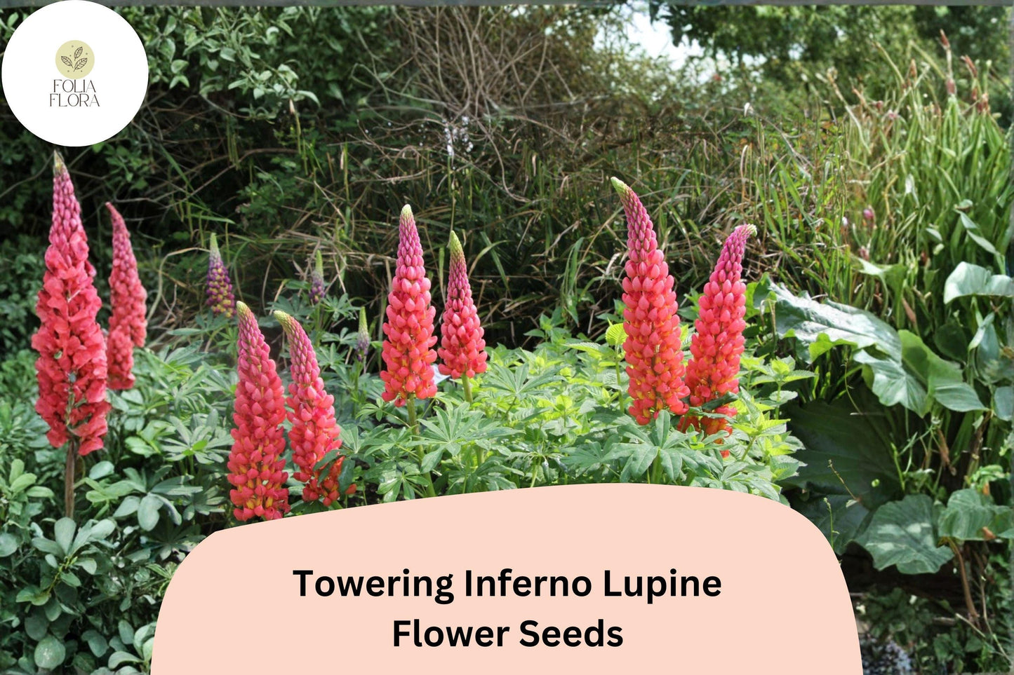 25+ Towering Inferno Lupine Seeds | Lupinus | Fiery Red-Orange Tall Flower Spikes for Garden Planting