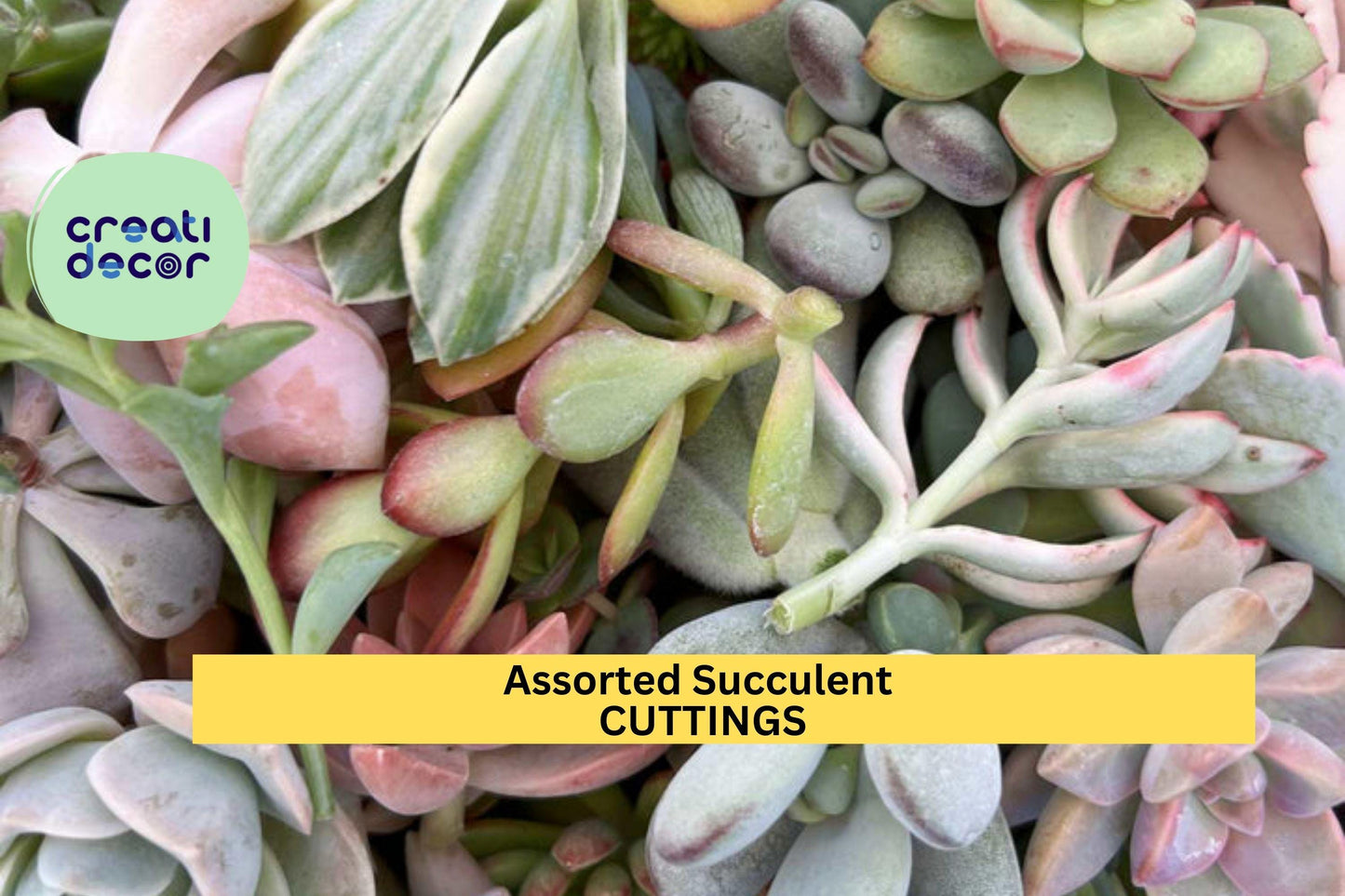 15 Assorted Succulent Cuttings | No Repeats | Unrooted Starter Set | Ready to Plant | Rare Mix for Garden, Crafts, Arrangements