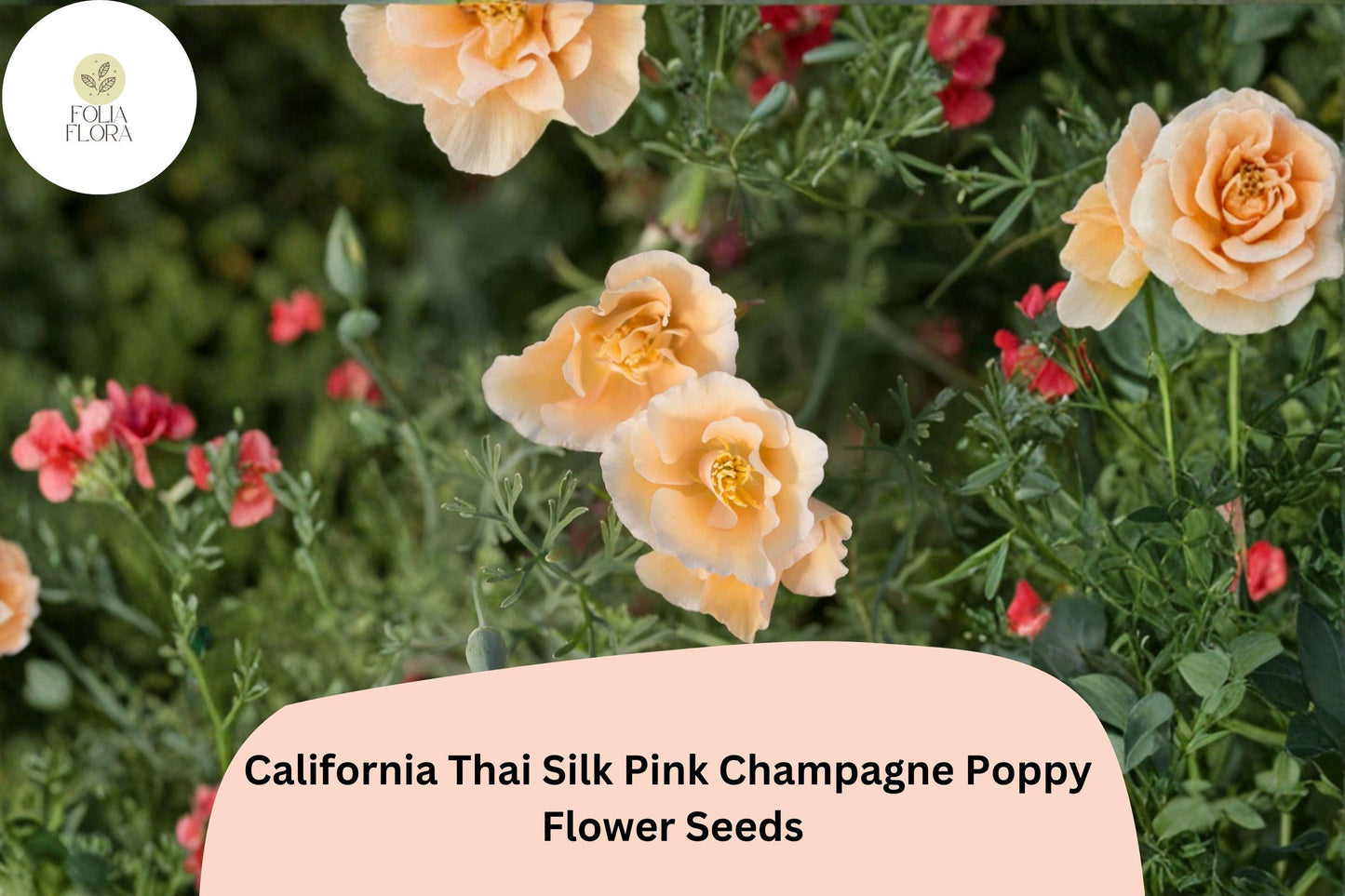 200+ California Thai Silk Pink Champagne Poppy Seeds for Garden Planting - Soft Pastel Wildflowers