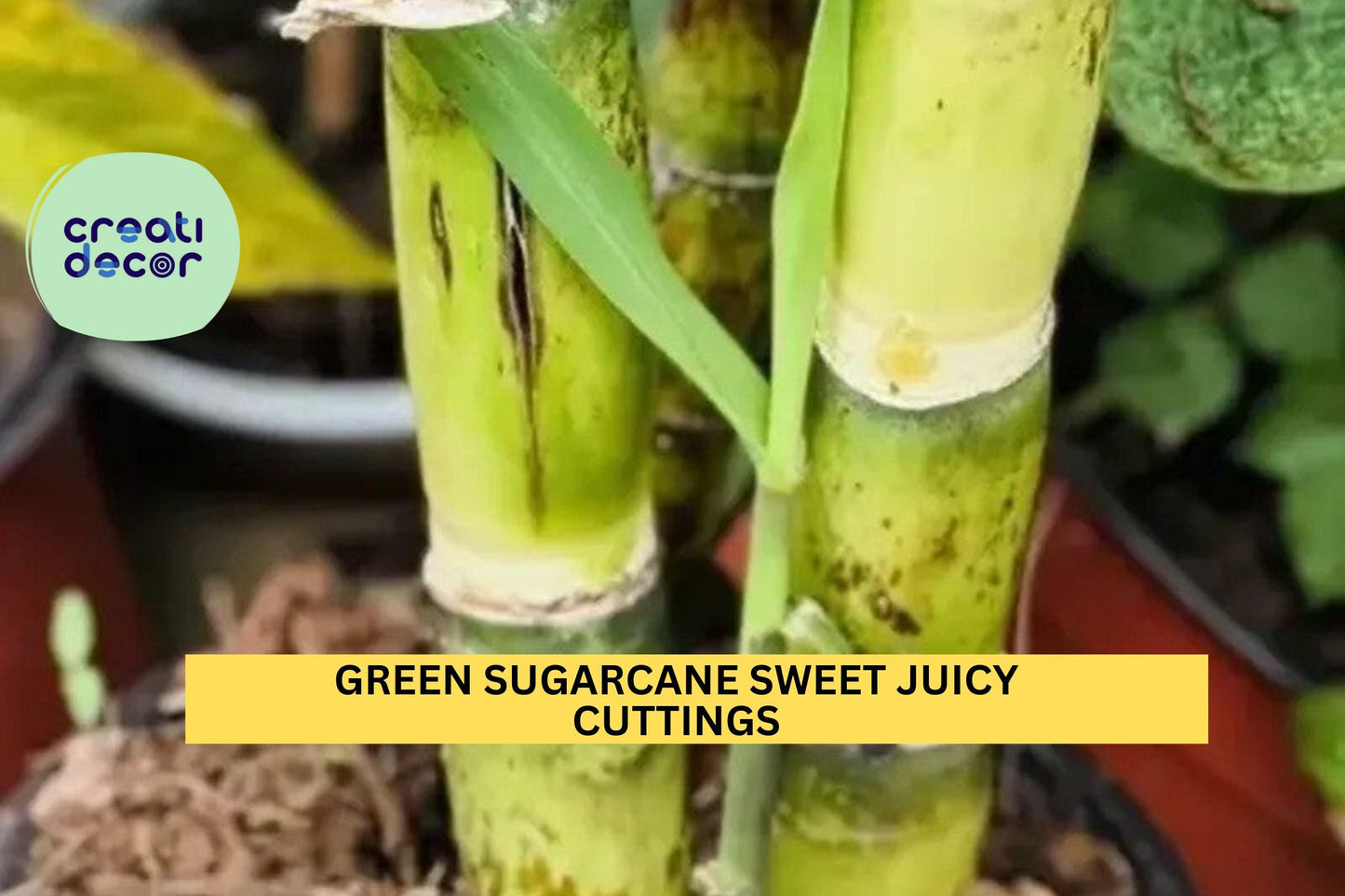 2 Green Sugarcane Cuttings | Sweet Juicy Variety | Saccharum Officinarum Live Plant | Fresh Unrooted Stalks for Planting