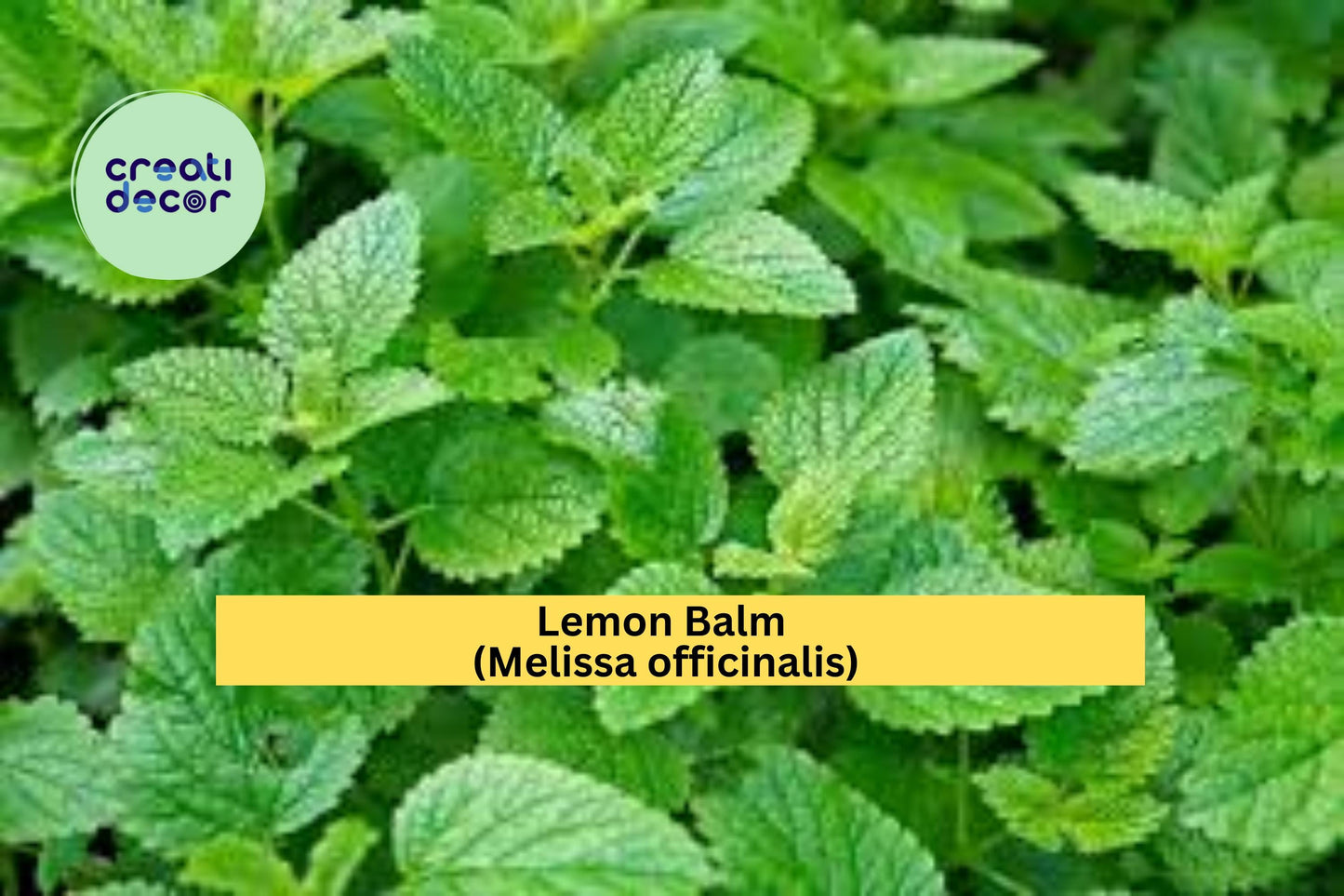 Lemon Balm Seeds Melissa officinalis 100 Count Aromatic Garden Herb Plant Seeds Culinary Herb Garden