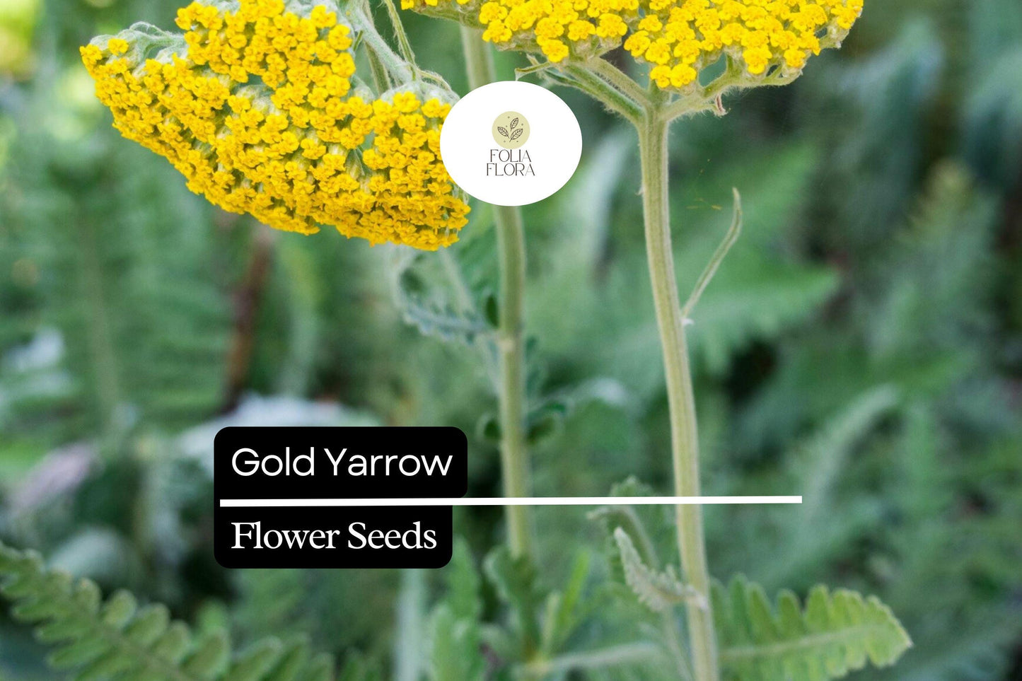 Gold Yarrow (Achillea filipendulina) | 500 - 10,000 Seeds – Drought-Tolerant, Pollinator-Friendly Flower