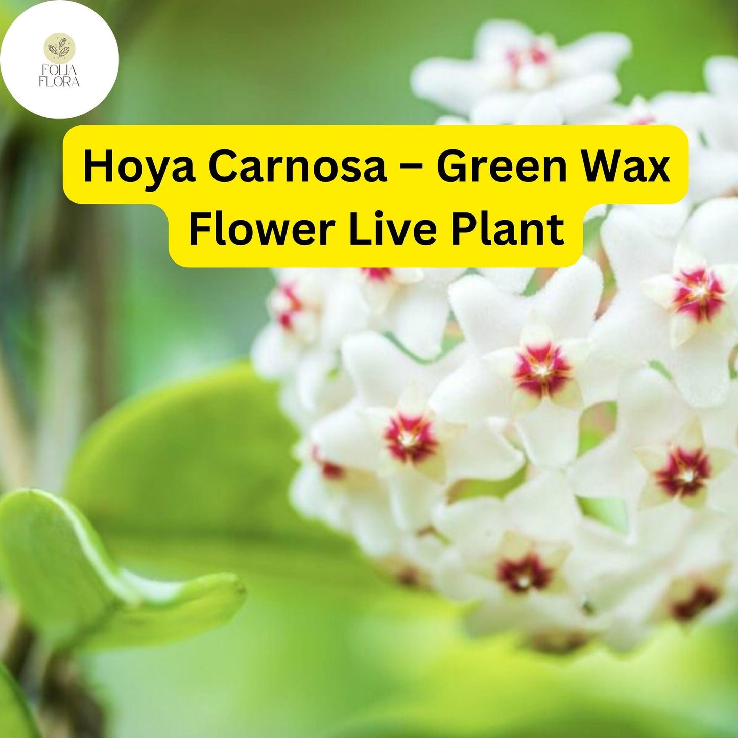 1 Hoya Carnosa – Green Wax Flower Live Plant 5" in 3” Pot – Easy-Care Porcelain Flower Houseplant