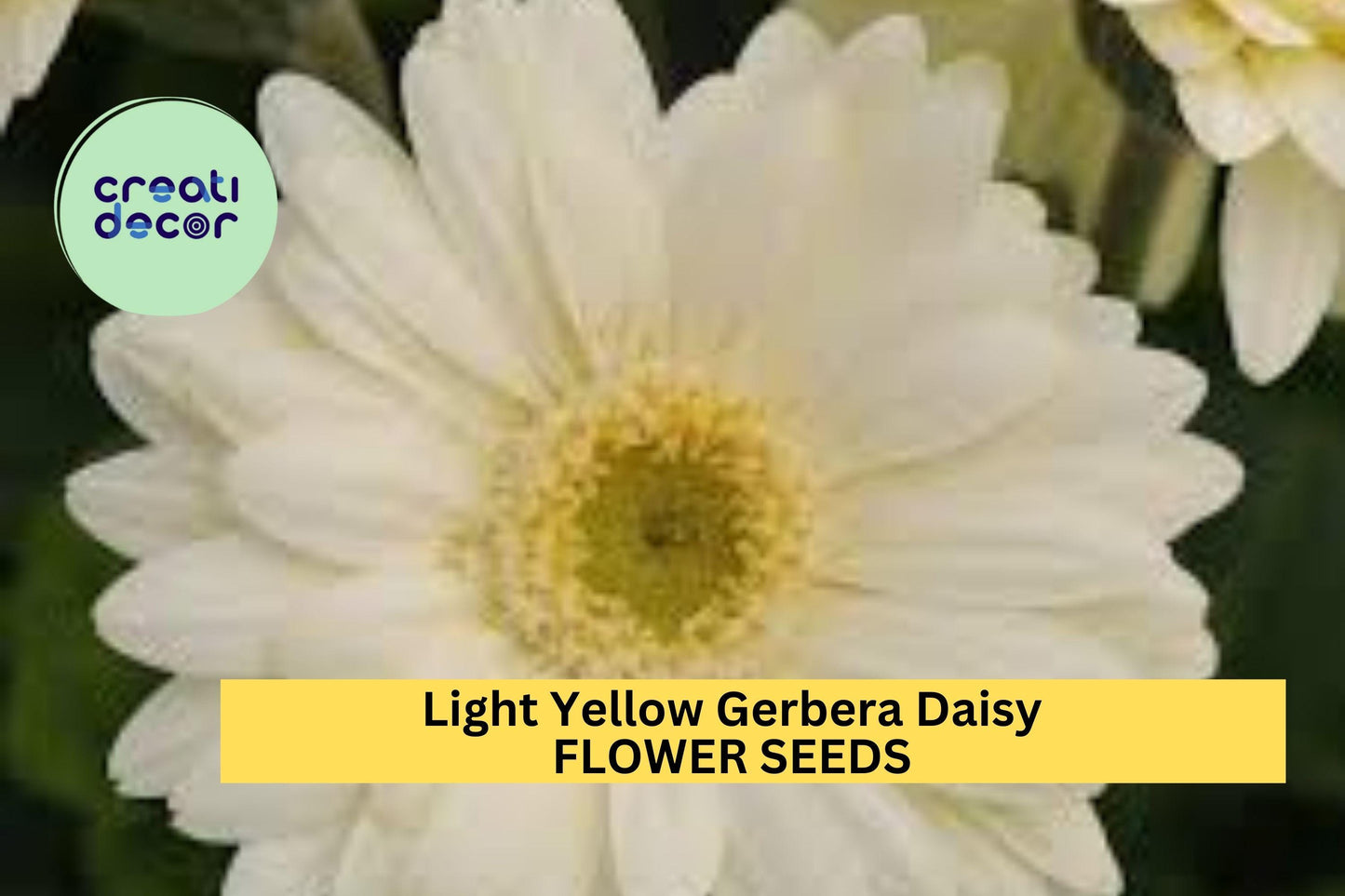 200+ Light Yellow Gerbera Daisy Seeds – Soft Yellow Blooms for Garden Planting, Long-Stemmed Flowers for Beds, Pots & Bouquets – USA