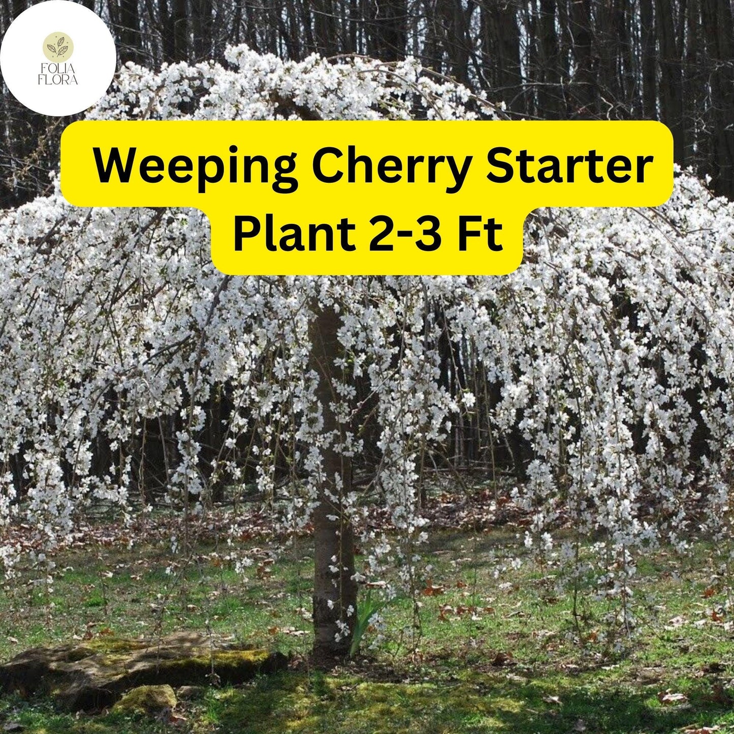 1 Weeping Cherry Tree, 2-3 Ft Tall, Live Flowering Tree, Ready to Plant, Prunus pendula
