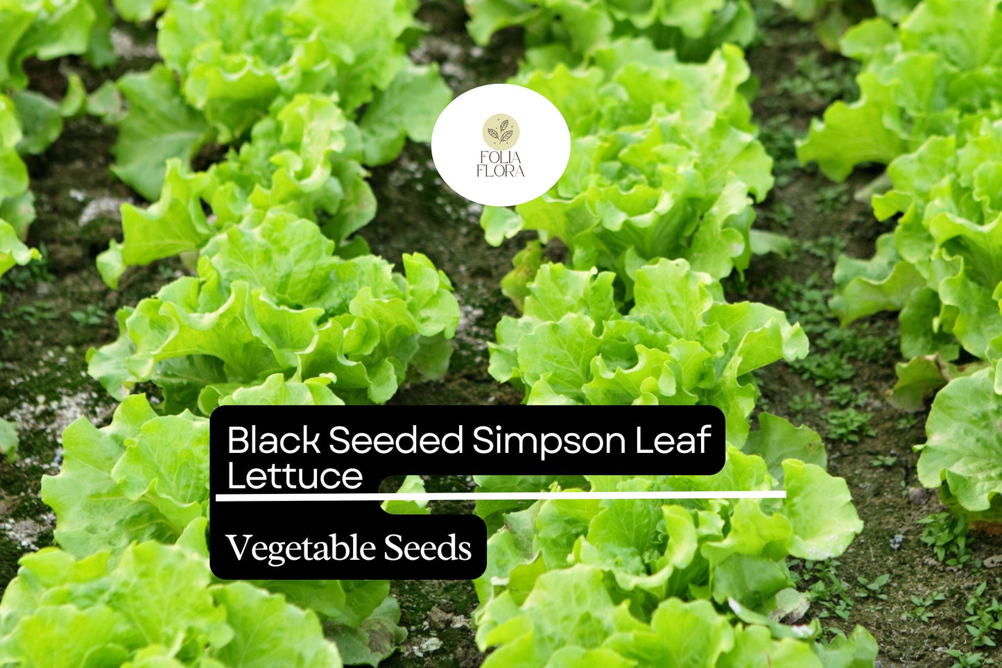 500 Seeds Black Seeded Simpson Leaf Lettuce Lactuca sativa | Heirloom, Non-GMO, Fast-Growing, Crisp, Tender Salad Green