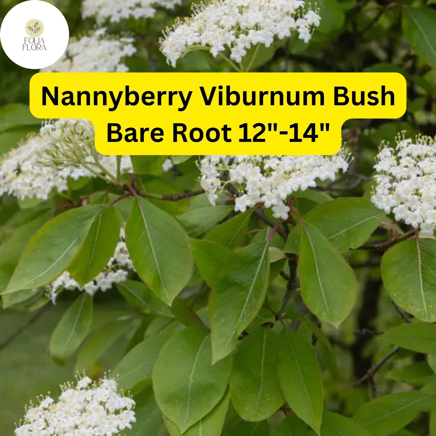 1 Nannyberry Viburnum Bush (Viburnum lentago) – Live Bare Root Plant 12"-14"