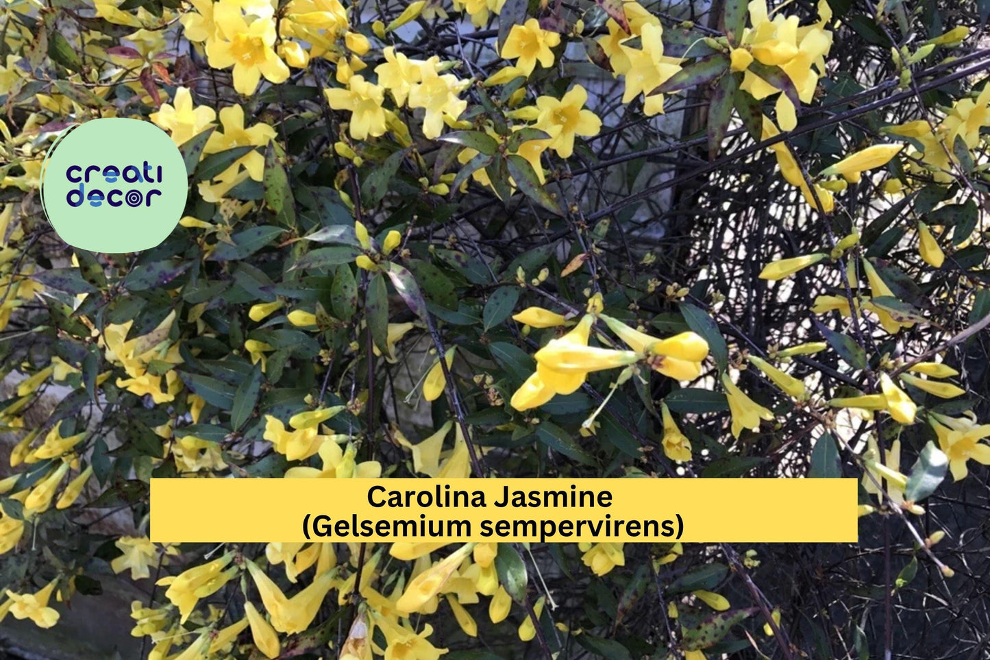 Carolina Jasmine Vine – Gelsemium sempervirens – 7 Yellow Flowering Starters, Bare Root Climbing Hummingbird Plant
