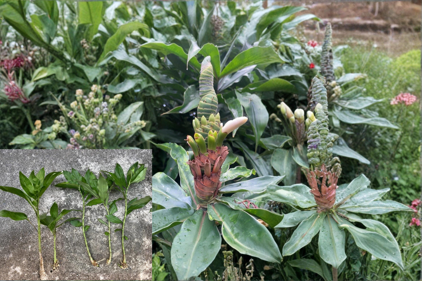 Yellow Spiral Ginger 5 Cuttings Rooted (Dimerocostus strobilaceus) Tropical Plant