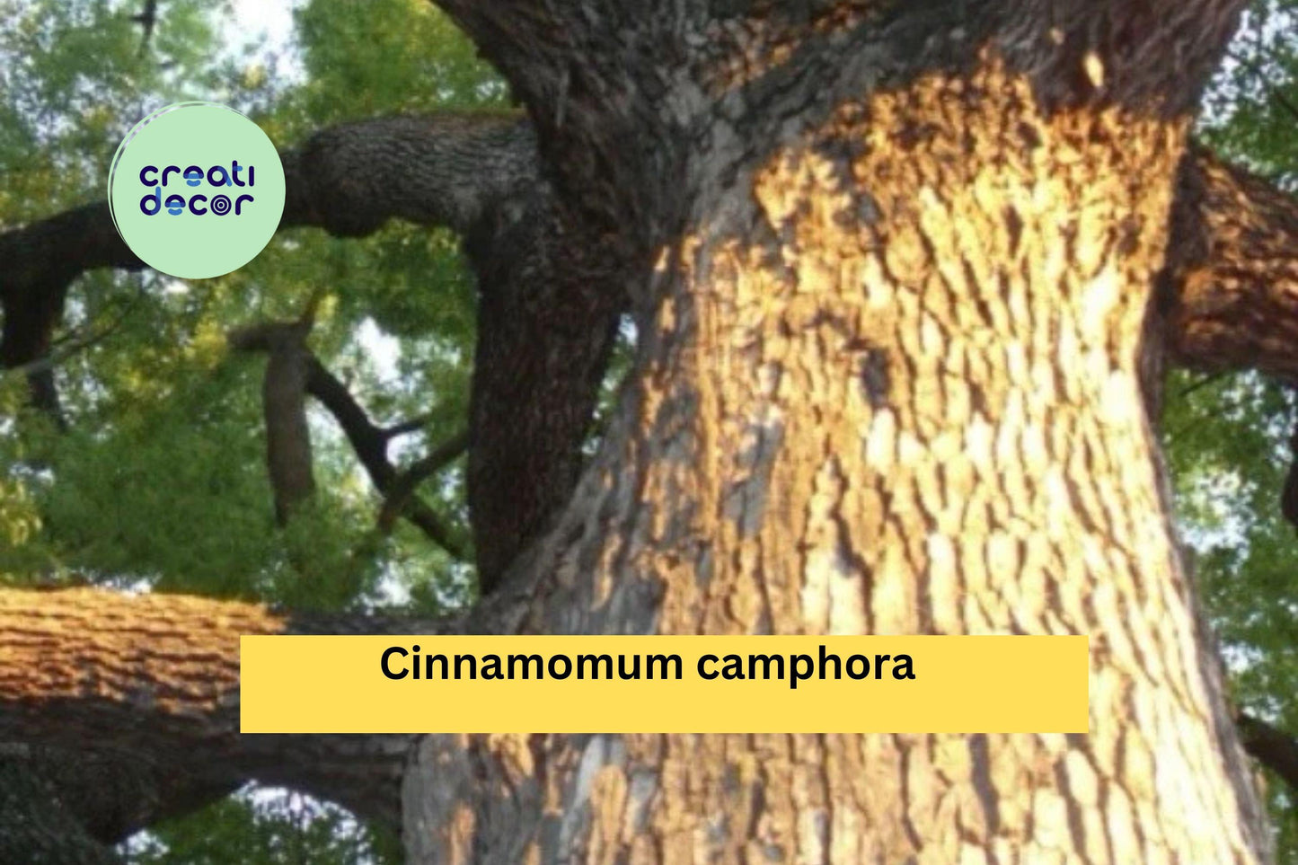 Lot of 2 Camphor Tree Seedlings | Cinnamomum camphora 8–10 Inch Live Well Rooted Trees for Planting | Ships Bare Root