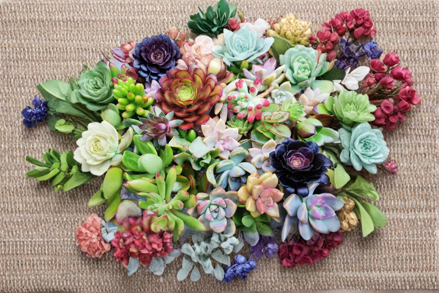 Assorted Succulent 20 Cuttings 18 Varieties Fresh Unrooted Collection