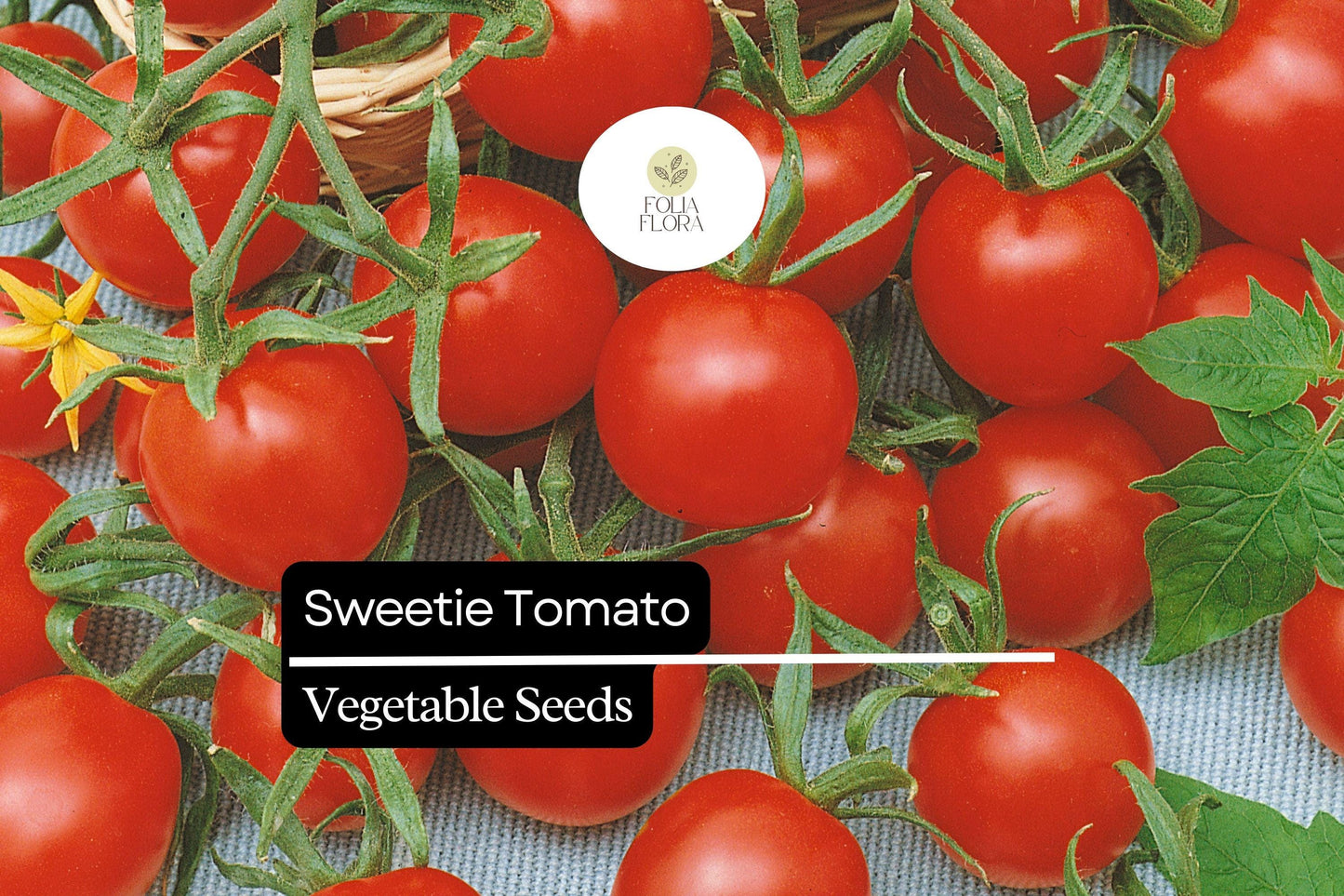 30 Sweetie Tomato Seeds – Solanum lycopersicum – Heirloom, Extra-Sweet Cherry Tomato, High-Yielding, Perfect for Snacking & Salads