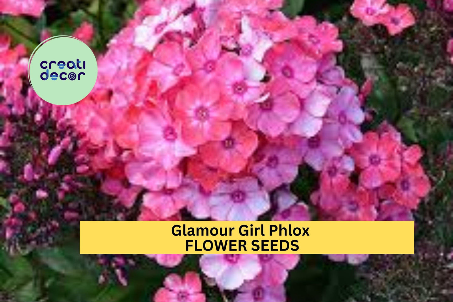 100+ Glamour Girl Phlox Seeds – Bright Coral-Pink Blooms for Garden Planting, Tall Summer Perennial for Borders & Pollinator Gardens – USA