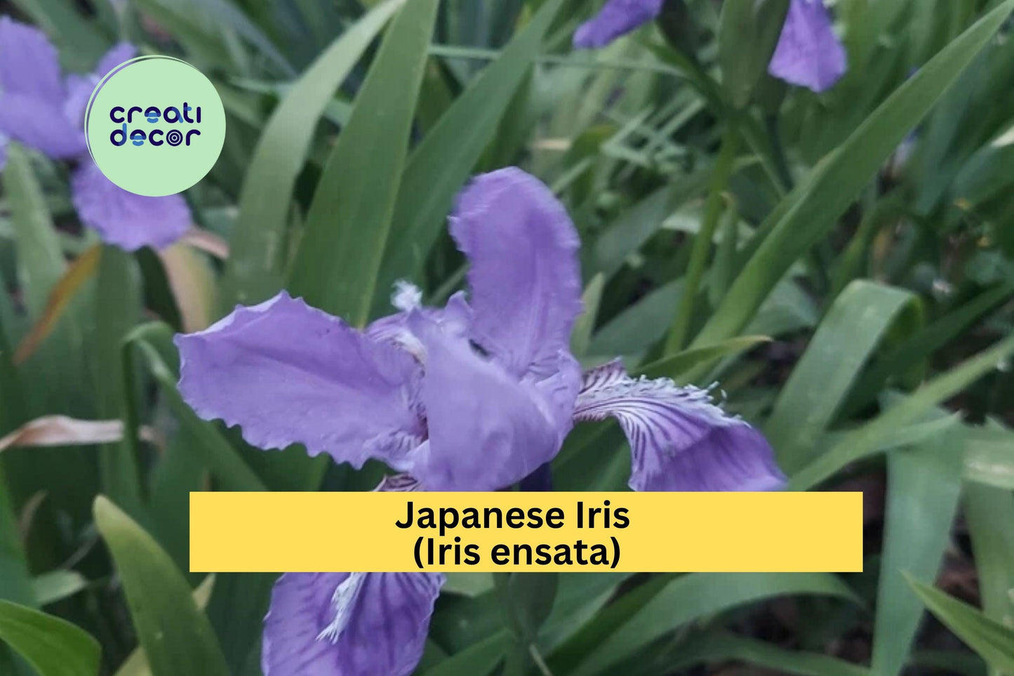 Light Purple Japanese Iris | Iris ensata | Live Bare Root Perennial Flowering Plant