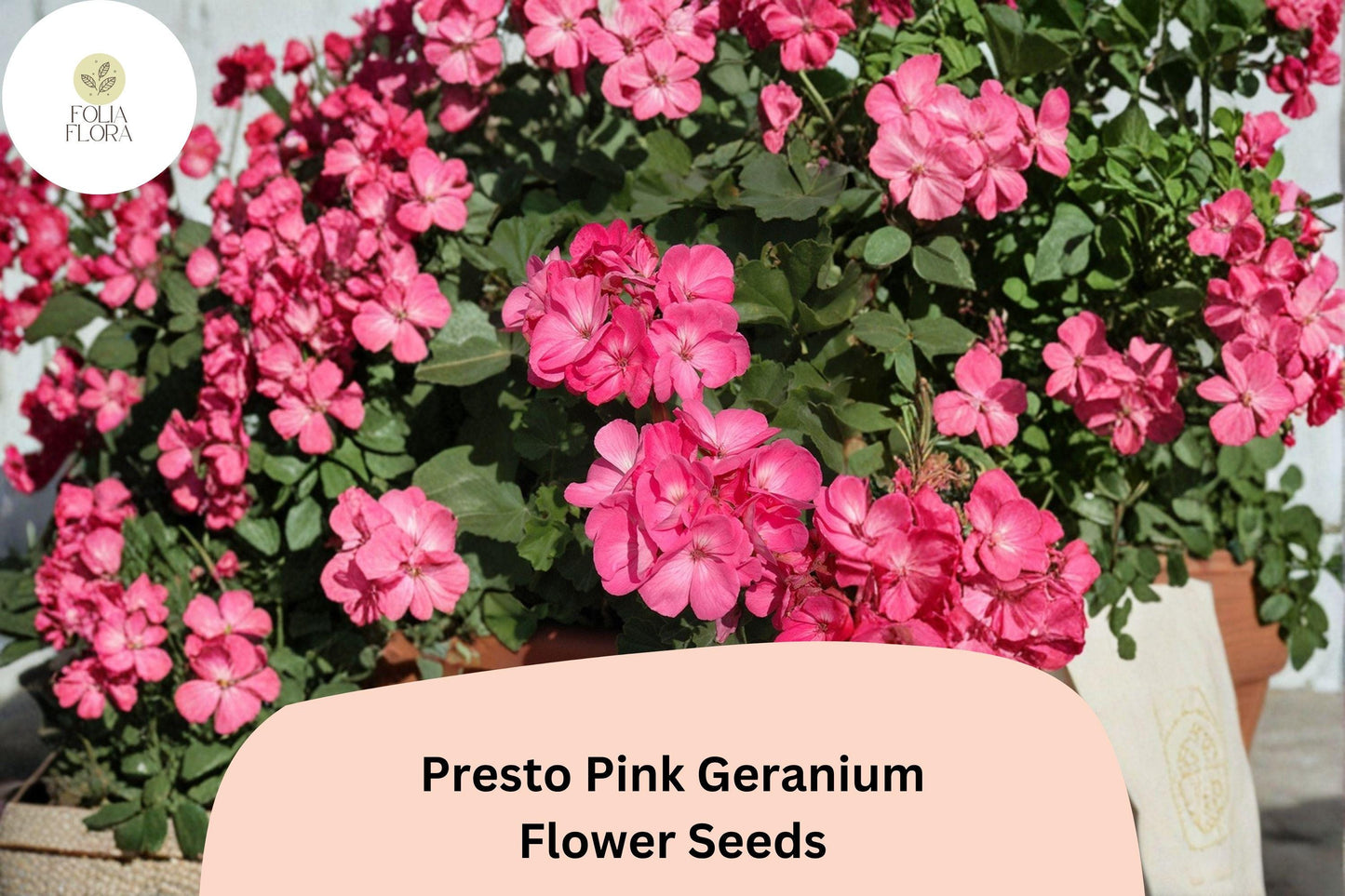 25+ Presto Pink Geranium Seeds | Compact Zonal Geranium | Bright Pink Blooms for Pots, Borders & Garden Beds
