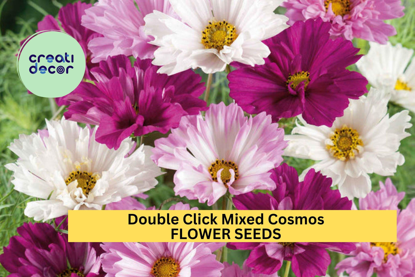 200+ Double Click Mixed Cosmos Seeds – Frilly Double Blooms in Pink, White & Rose for Garden Planting, Cottage Gardens – USA
