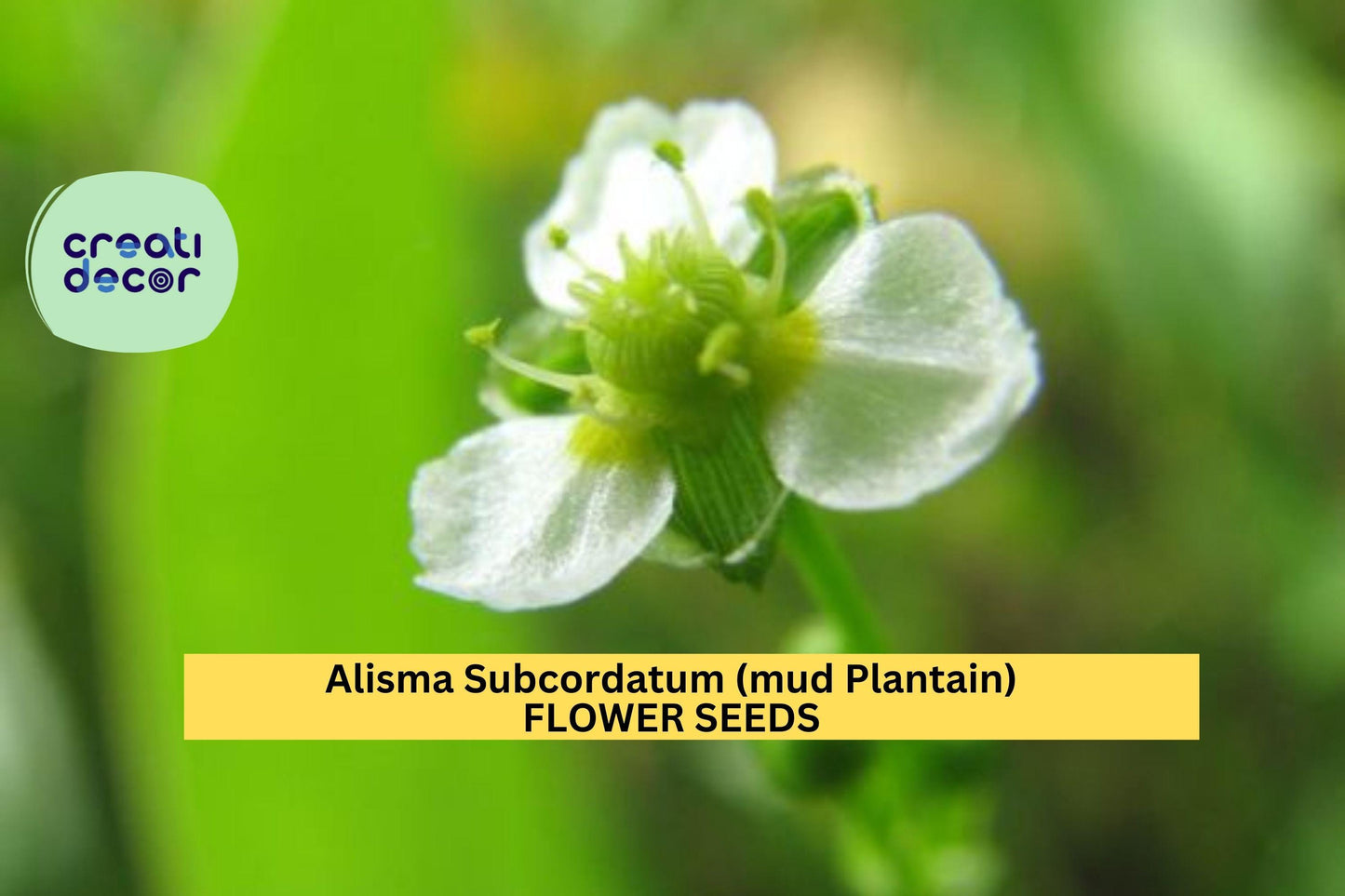 3pcs of 250mg Alisma subcordatum Seeds – Mud Plantain Seeds for Wetland Gardens, Ponds, or Native Water Landscaping Seeds for Planting