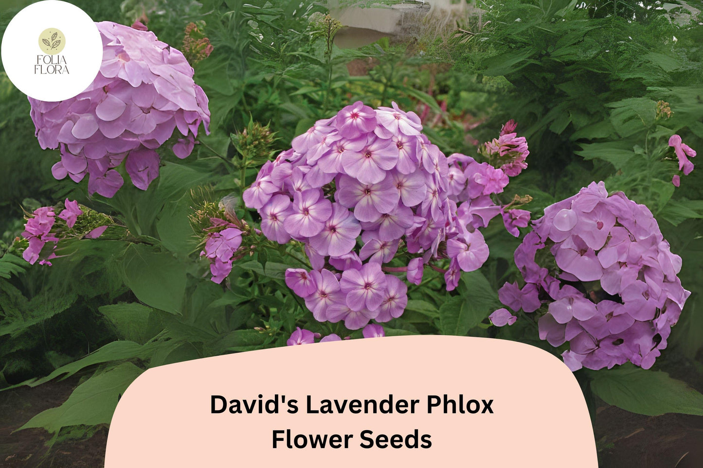 100+ David's Lavender Phlox Seeds – Fragrant Perennial Garden Flowers, Phlox paniculata