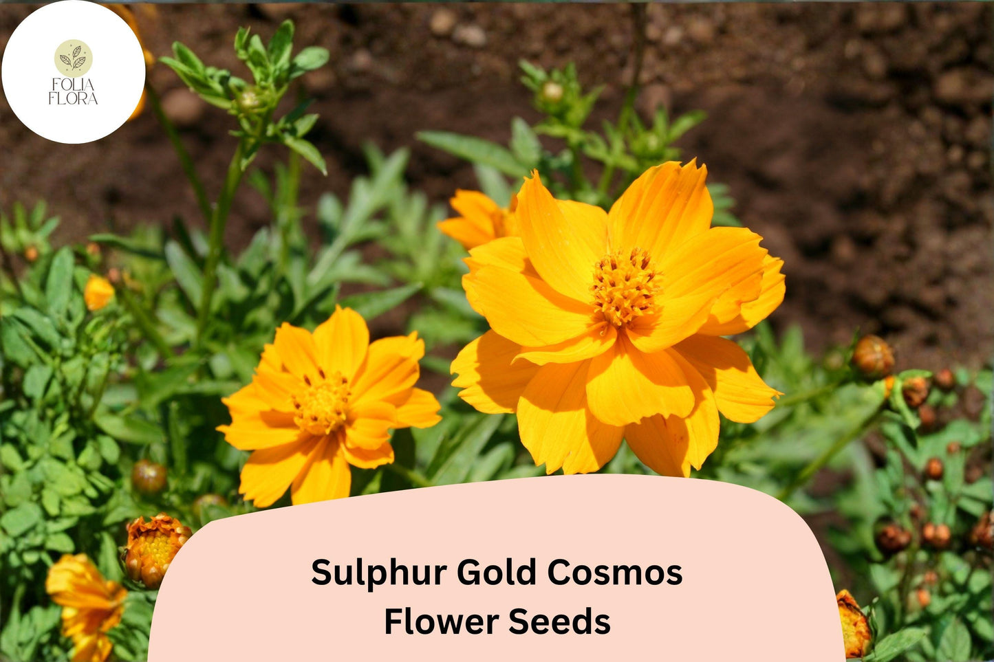200+ Sulphur Gold Cosmos Seeds | Cosmos sulphureus | Bright Yellow-Orange Blooms | Easy Annual Flower Seeds for Garden