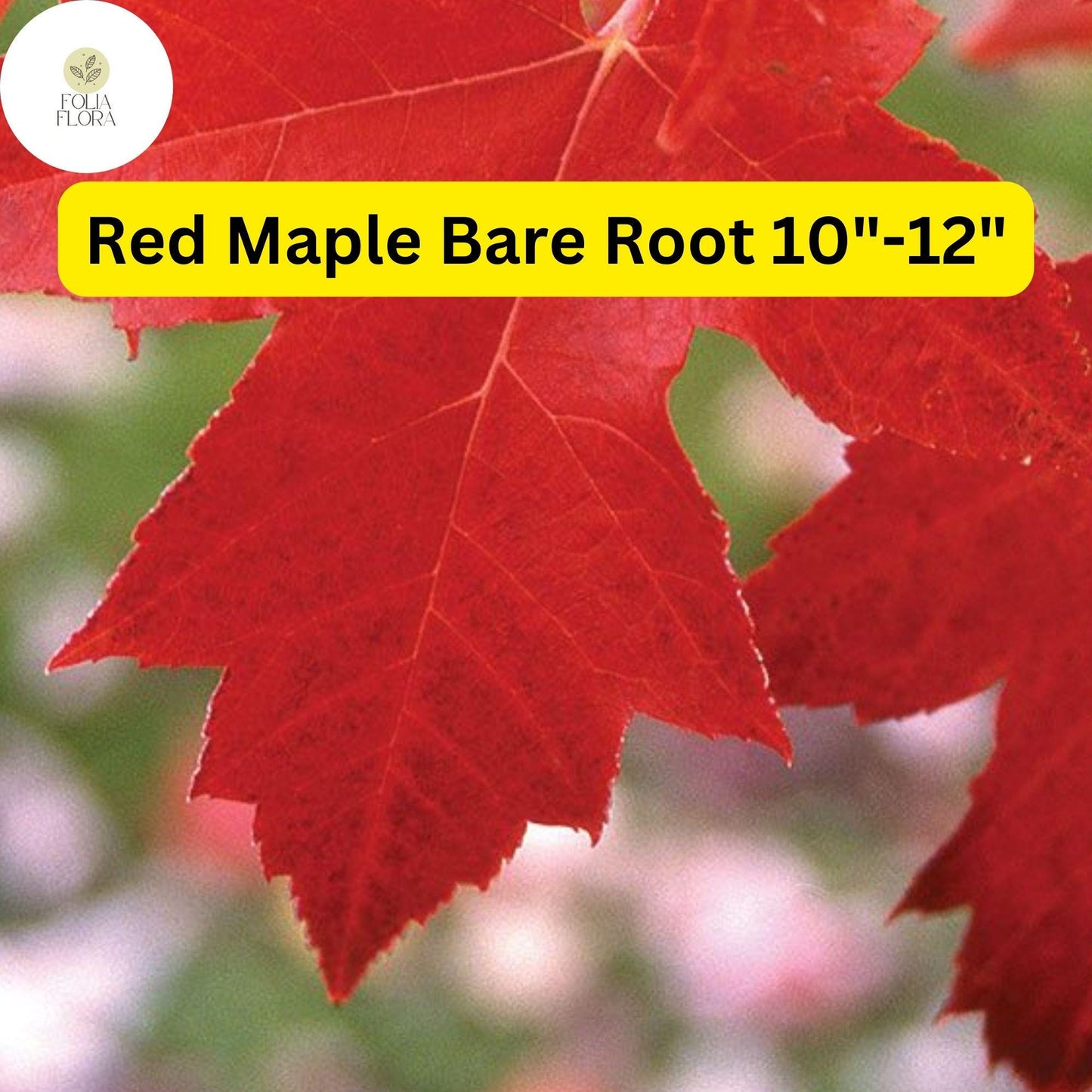 Red Maple Tree (Acer rubrum) 2-Pack Live Bare Root Plants 10"-12"