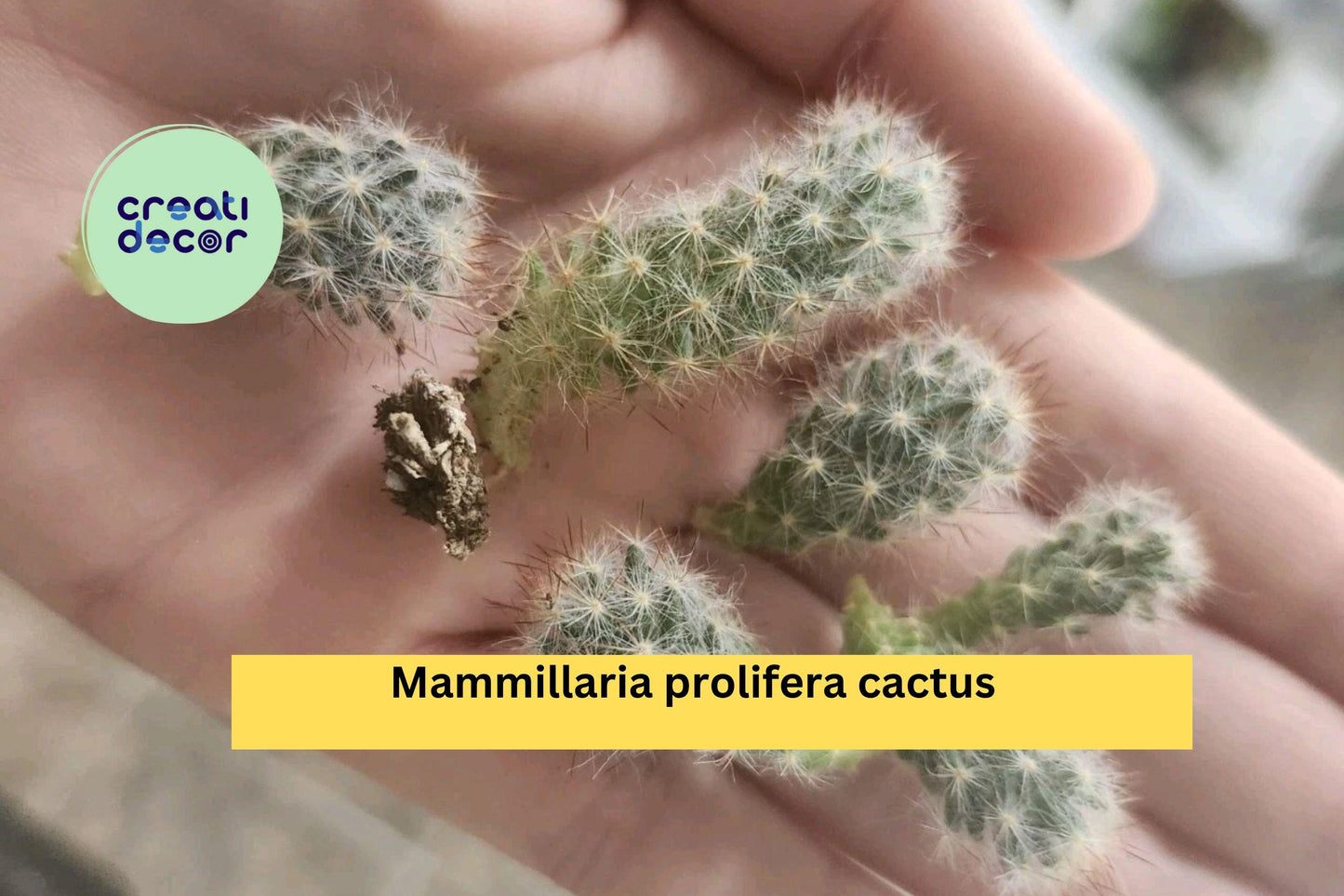 Mammillaria prolifera – Flowering Small Cactus – 6 Live Starter Pups – Easy Care Succulent with Yellow Blooms
