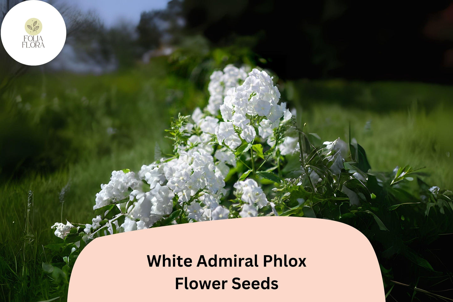 100+ White Admiral Phlox Seeds – Elegant White Flower Seeds for Planting, Phlox drummondii