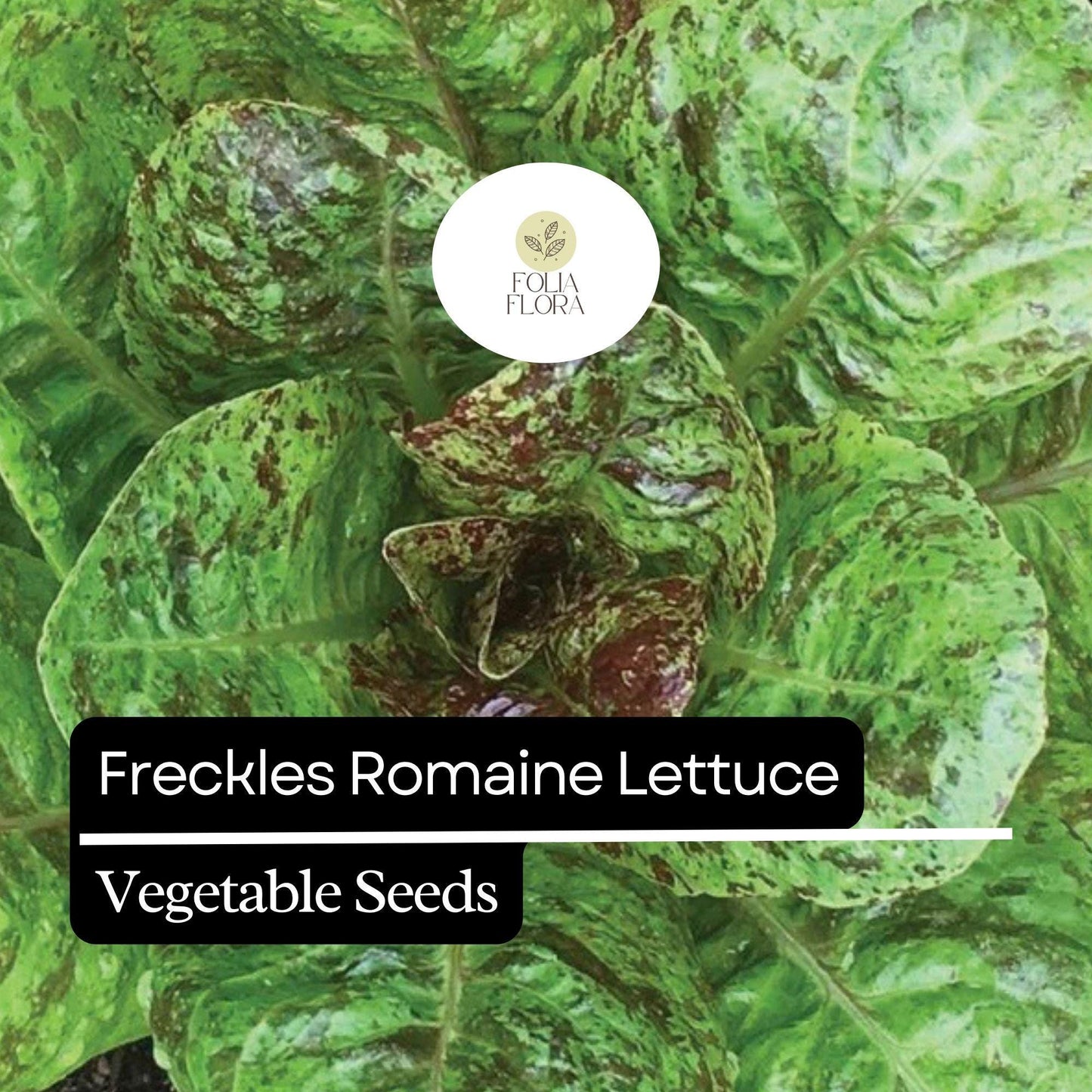1000 Freckles Romaine Lettuce Seeds – Heirloom, Non-GMO, Speckled Red & Green Leaves