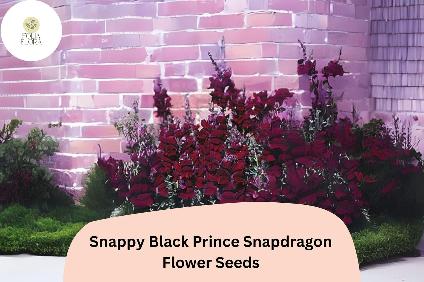 Antirrhinum majus Snappy Black Prince Snapdragon Seeds – 1000+ Deep Red Blooms for Garden & Bouquets