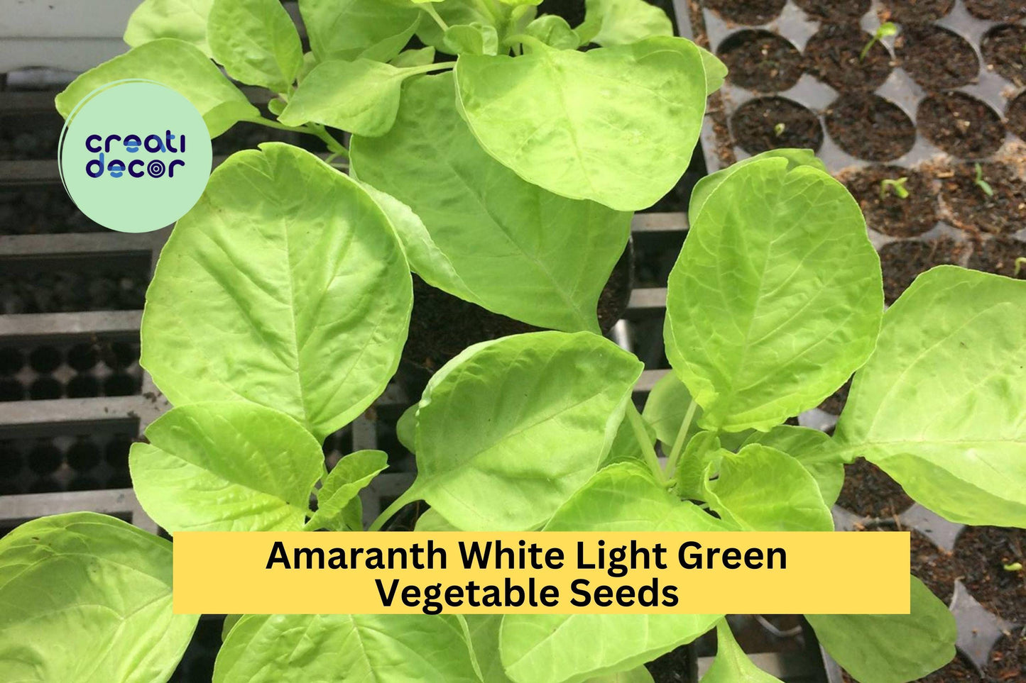 3pcs of 500mg Amaranth White Light Green Seeds – Edible Leafy Greens for Garden Beds, Pots, or Container Growing Seeds for Planting