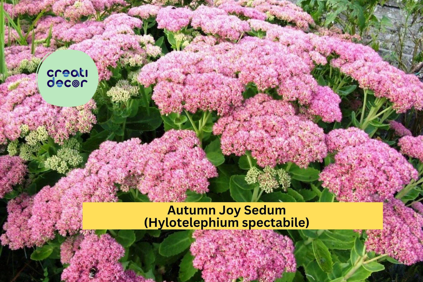 Autumn Joy Sedum | Hylotelephium spectabile | 3 Live Perennial Plants with Pink Blooms