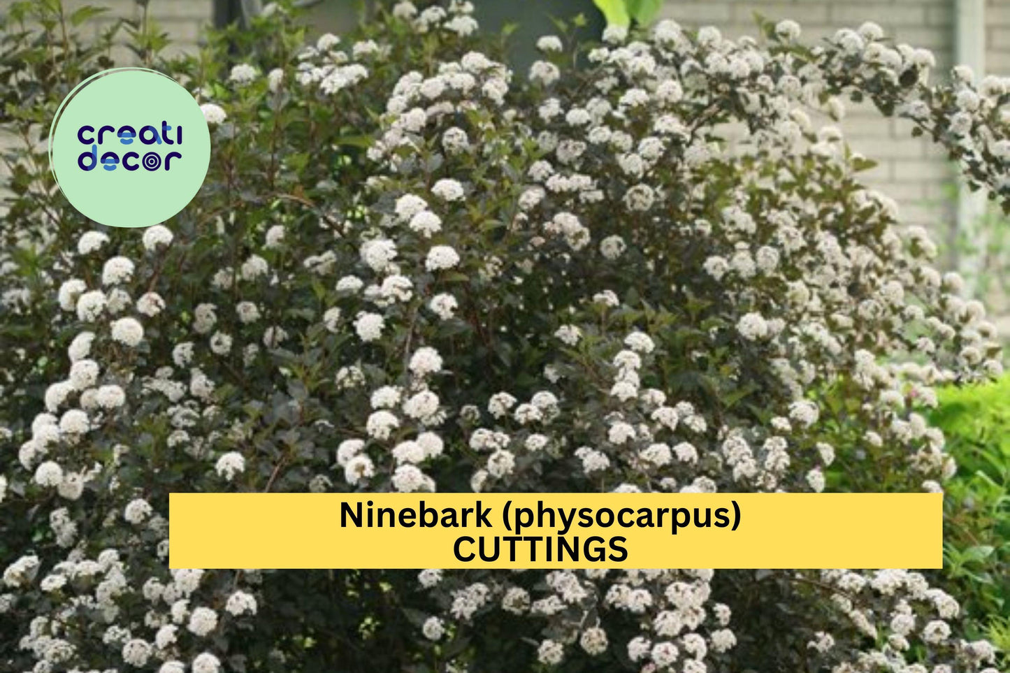 5 Summer Wine Ninebark Cuttings (8") – Deep Burgundy Foliage Shrub for Propagation, Landscape Hedge & Garden Borders – USA