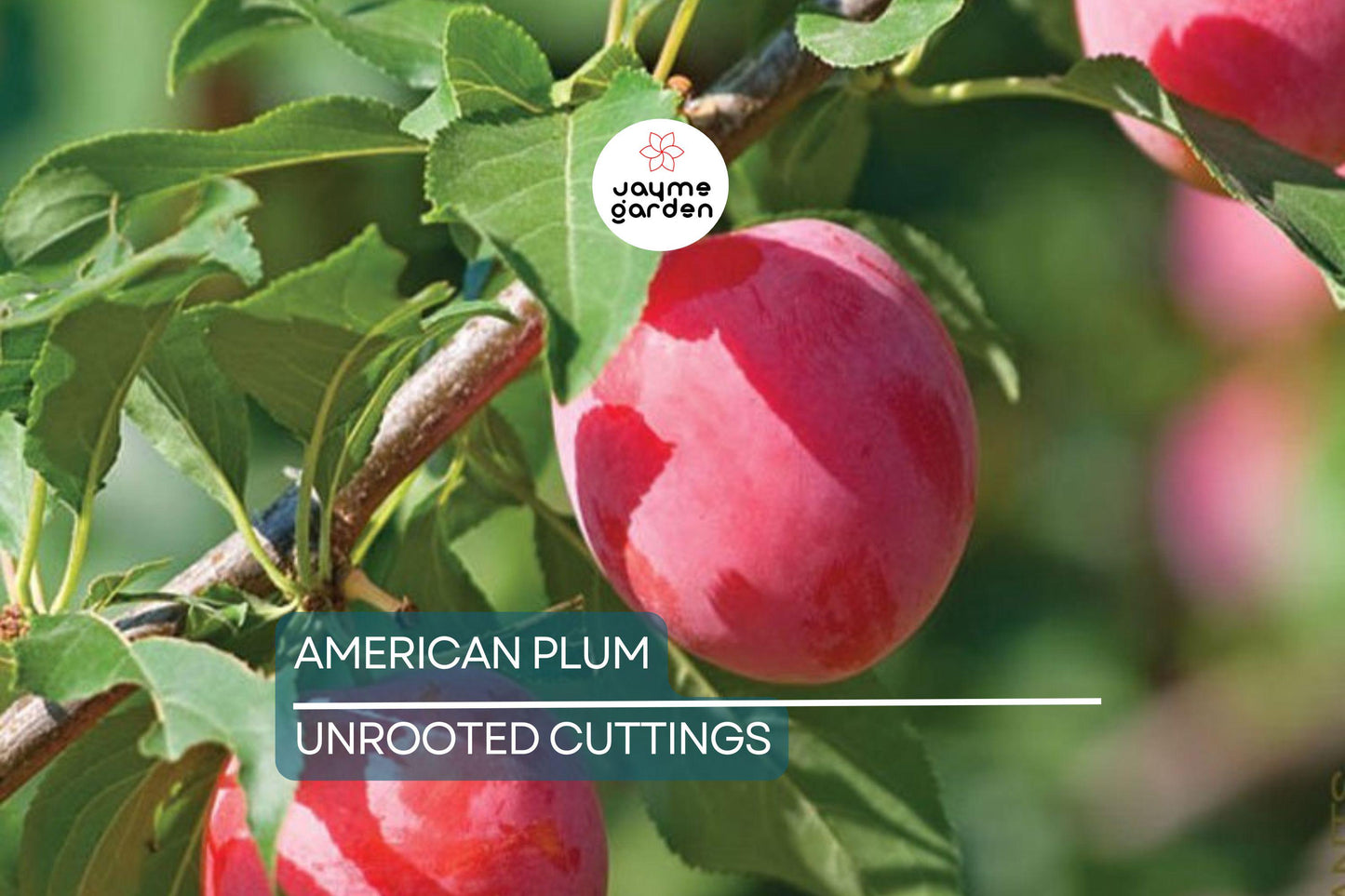 12 Wild American Plum Cuttings | Unrooted Edible Tree | Fresh, Wildlife Attractant |
