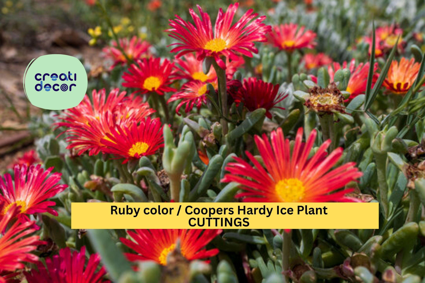 10 Ruby Ice Plant Cuttings – 6" Delosperma cooperi Stems | Hardy Ground Cover for Rock Gardens, Slopes, or Drought-Tolerant Landscapes