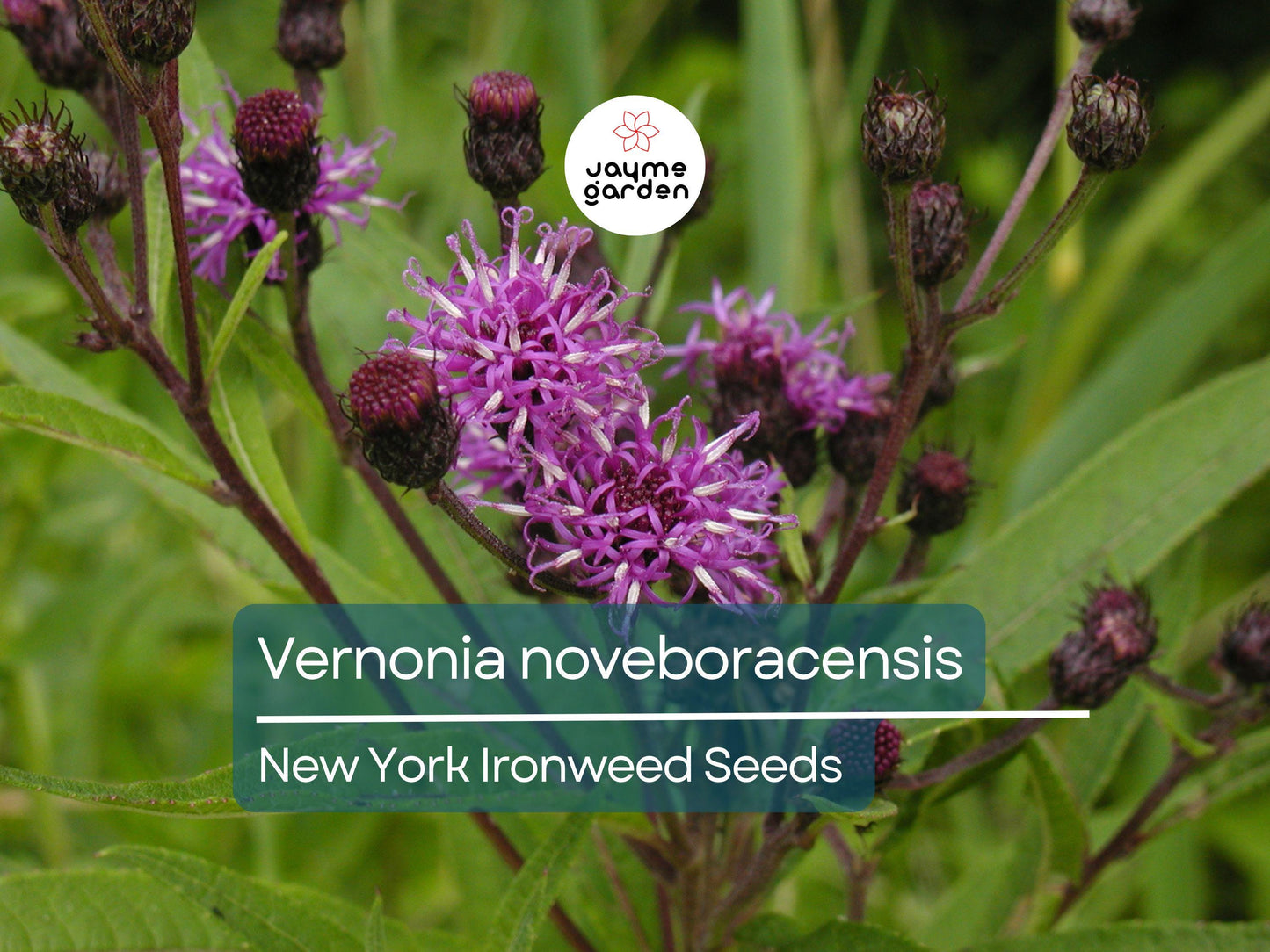 400 Seeds Vernonia Noveboracensis | New York Ironweed Seeds for Planting | Purple Flowering Perennial | Pollinator Attracting Garden Plant
