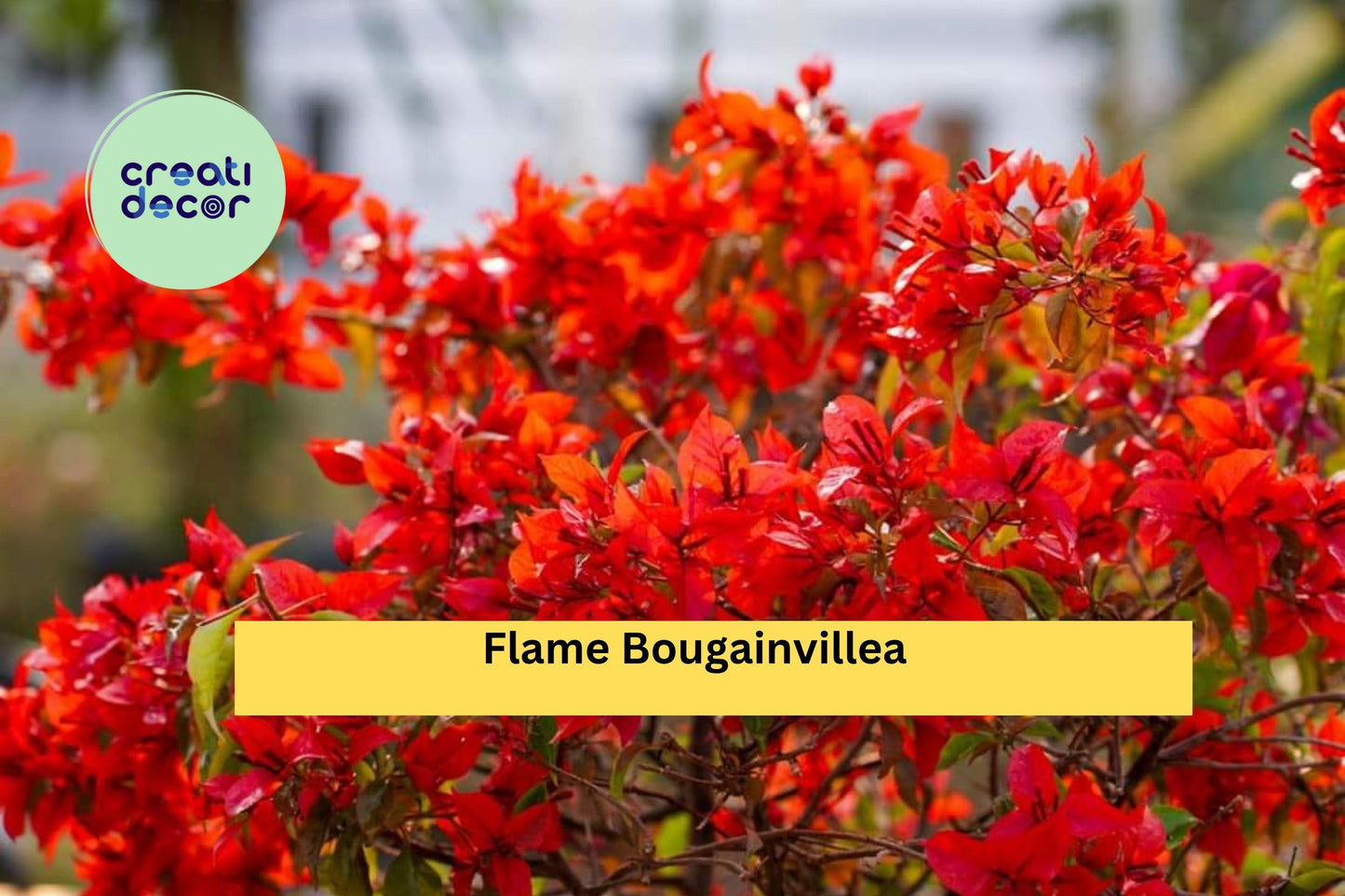 Flame Bougainvillea | Live Rooted Starter Plug Plant | Tropical Flowering Vine with Bold Orange-Red Bracts for Garden & Containers