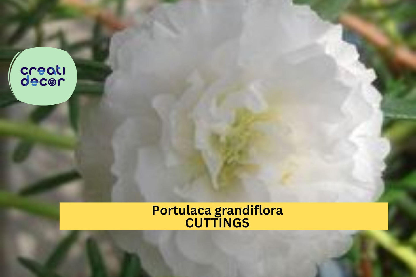 1 Portulaca grandiflora 'Spearmint' | New Color Cuttings | Unrooted Moss Rose Stems | Drought Tolerant Succulent Blooms