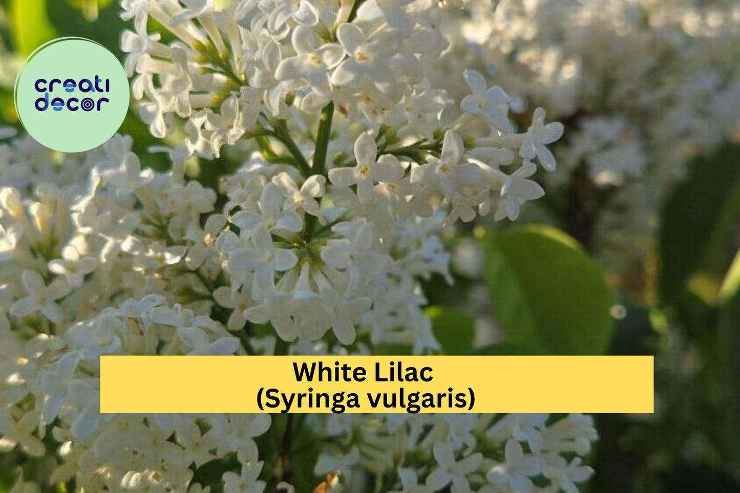 White Lilac Bush – Syringa vulgaris – Jumbo Bare Root Flowering Shrub, Fragrant Spring Blooms with Planting Instructions