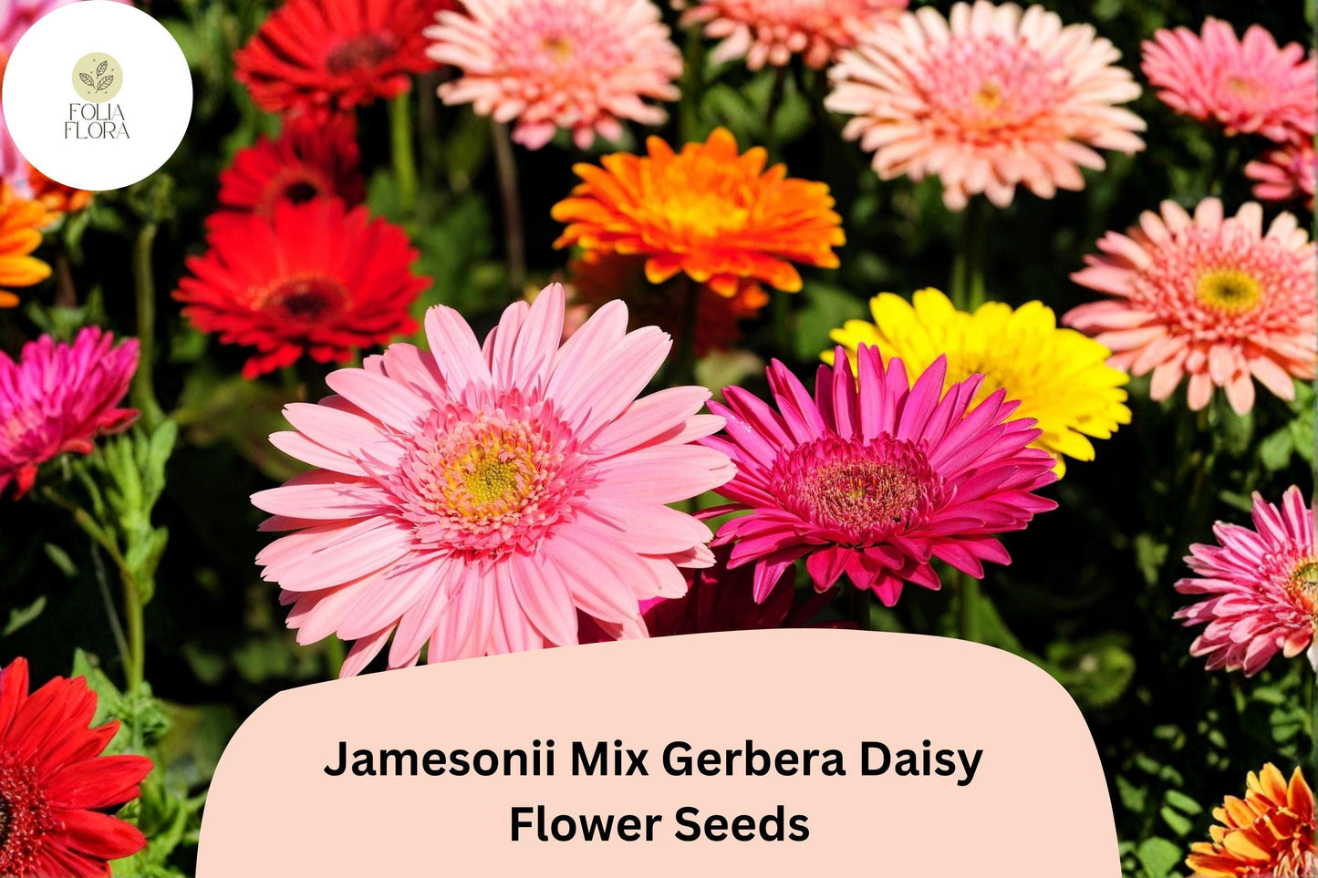 200+ Jamesonii Mix Gerbera Daisy Seeds | Vibrant Mixed Colors | Long-Lasting Cut Flowers | Garden Blooms