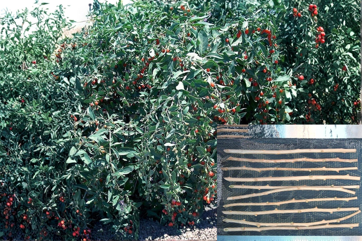 Goji Berry 10 Cuttings Unrooted (Lycium barbarum) Mature Plant Fresh Cuttings