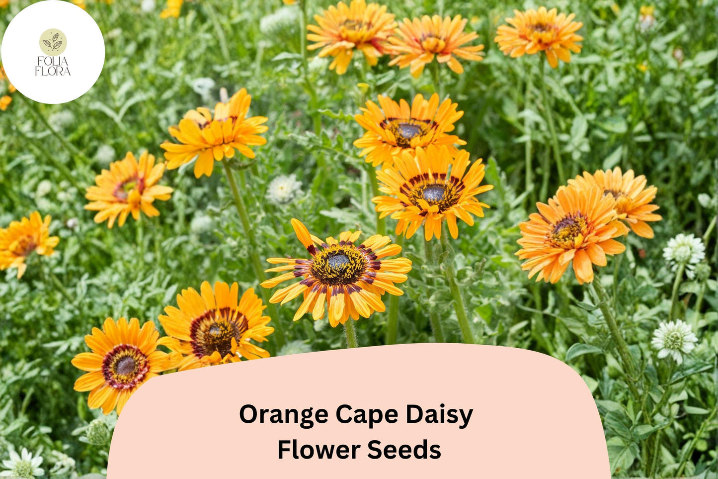 200+ Orange Cape Daisy Seeds | Osteospermum ecklonis | Bright Orange Blooms | Easy-Grow Garden Flower