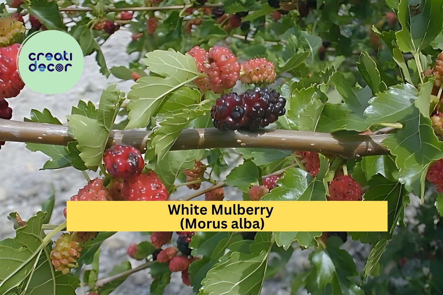 White Mulberry Trees – Set of 2 – Morus alba Live Starter Plants – Fast-Growing Sweet Fruit Trees for Garden or Orchard