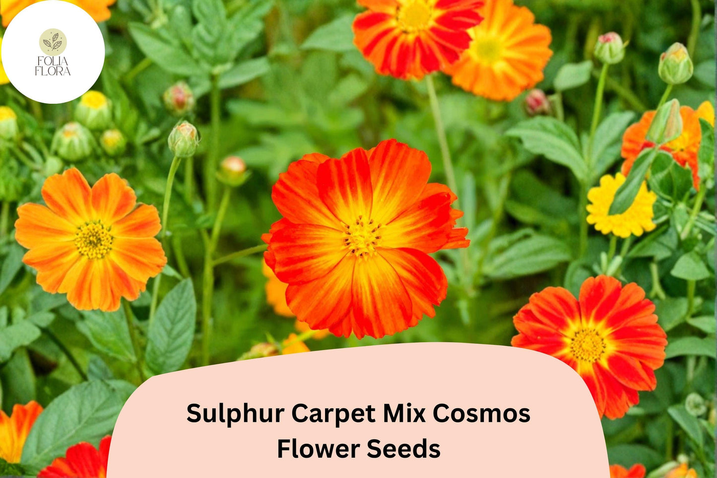 200+ Sulphur Carpet Mix Cosmos Seeds | Cosmos sulphureus Orange Yellow Red Blend | Dwarf Garden Flower Seeds
