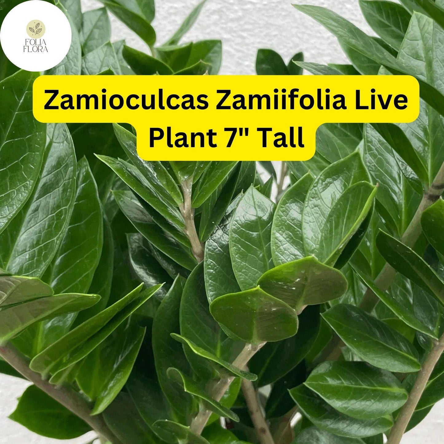 1 Zamioculcas zamiifolia - ZZ Chameleon Live Plant 7" Tall in 4" Pot - Low-Light Indoor Houseplant