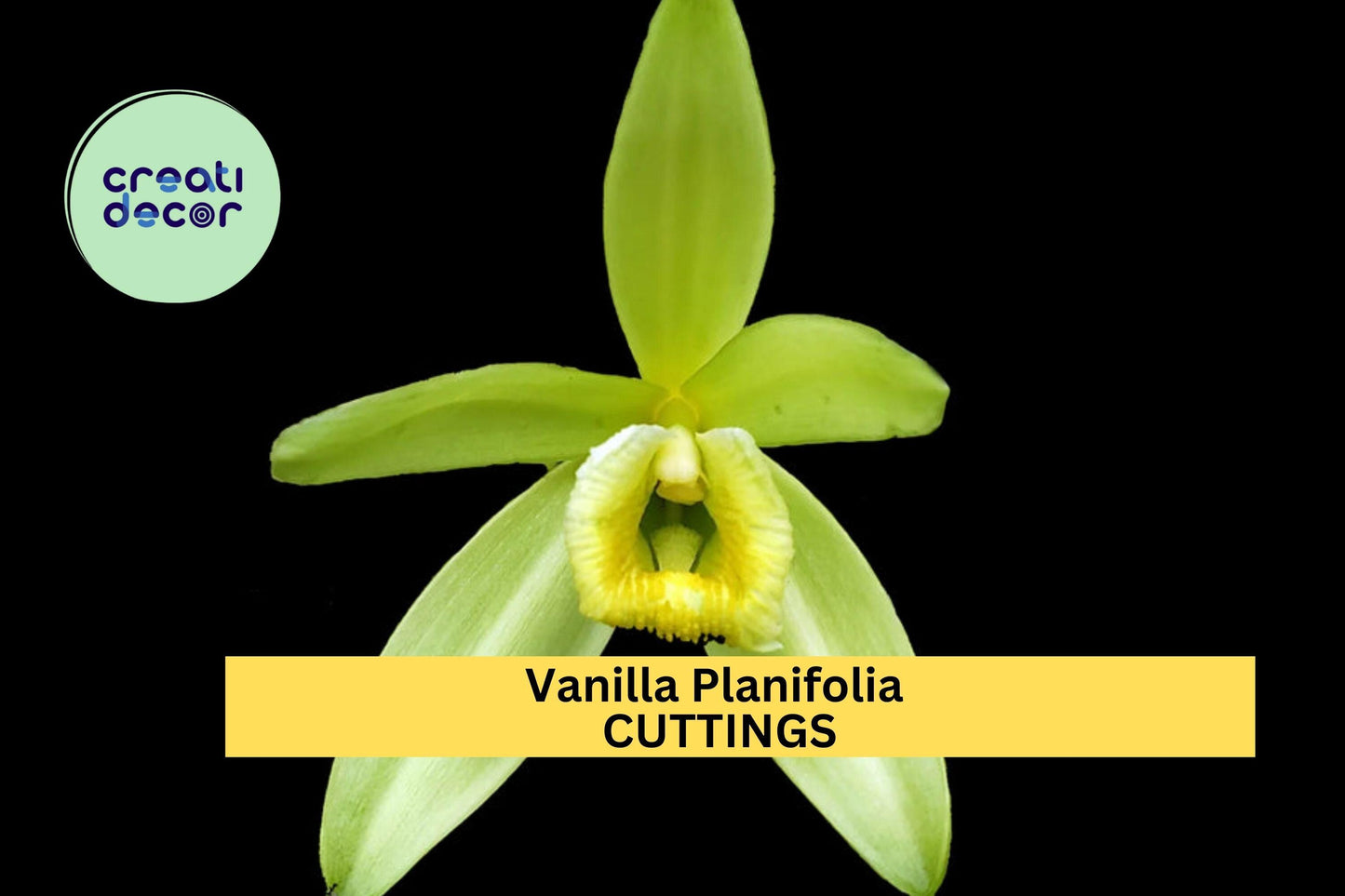 1 Vanilla Planifolia Fresh Cuttings (12") – Holiday Sale – Tropical Orchid Vine for Home Growing, Greenhouse, or Indoor Trellis – USA
